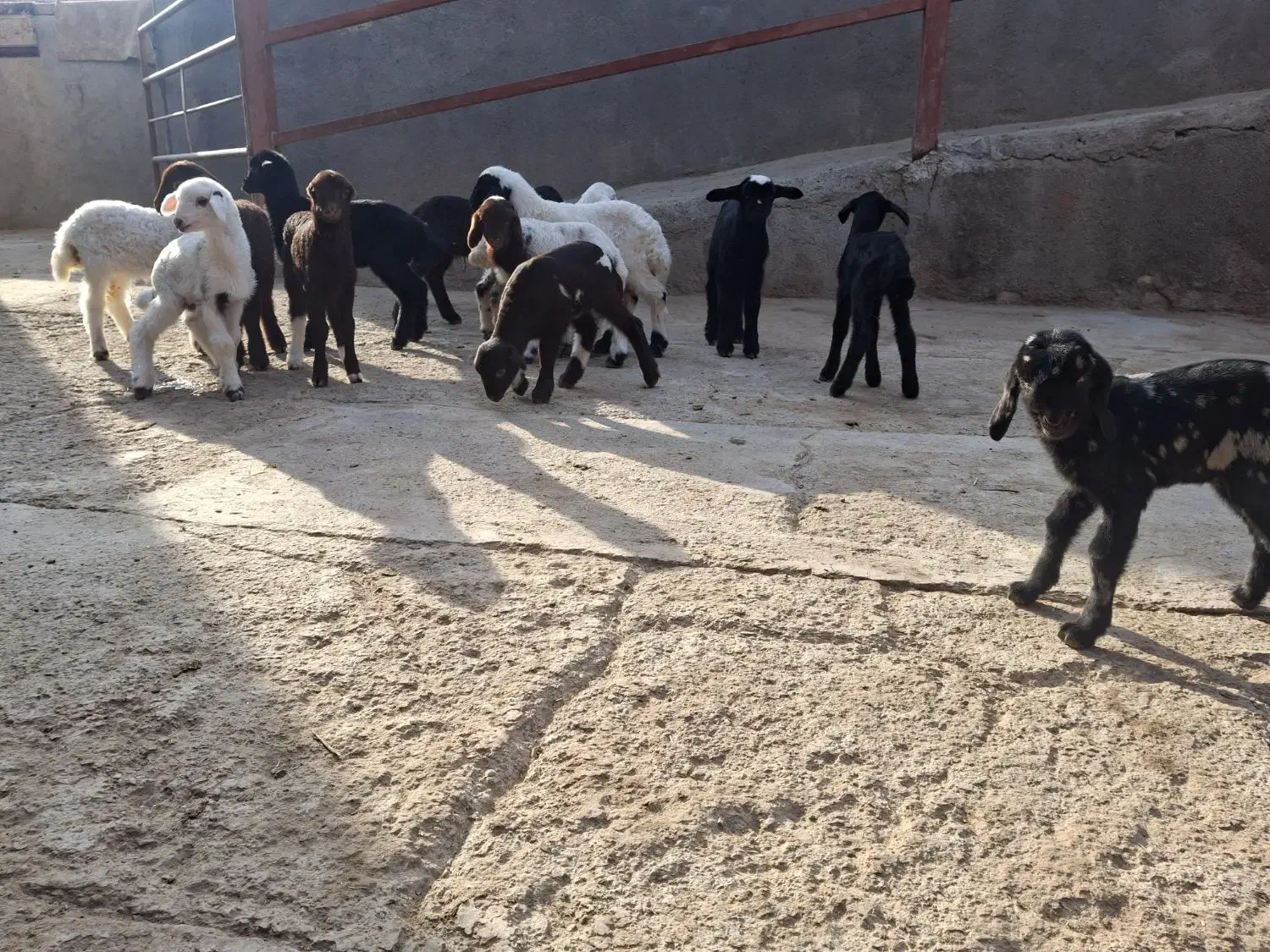 بره شیری|حیوانات مزرعه|سلفچگان, |دیوار