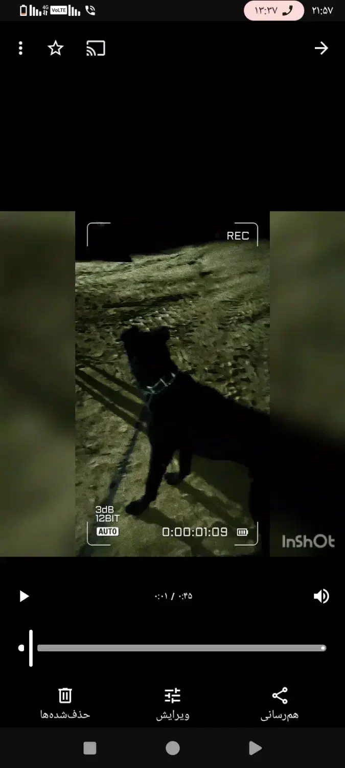 سگ سرابی پژدر|سگ|تهران, امیریه|دیوار