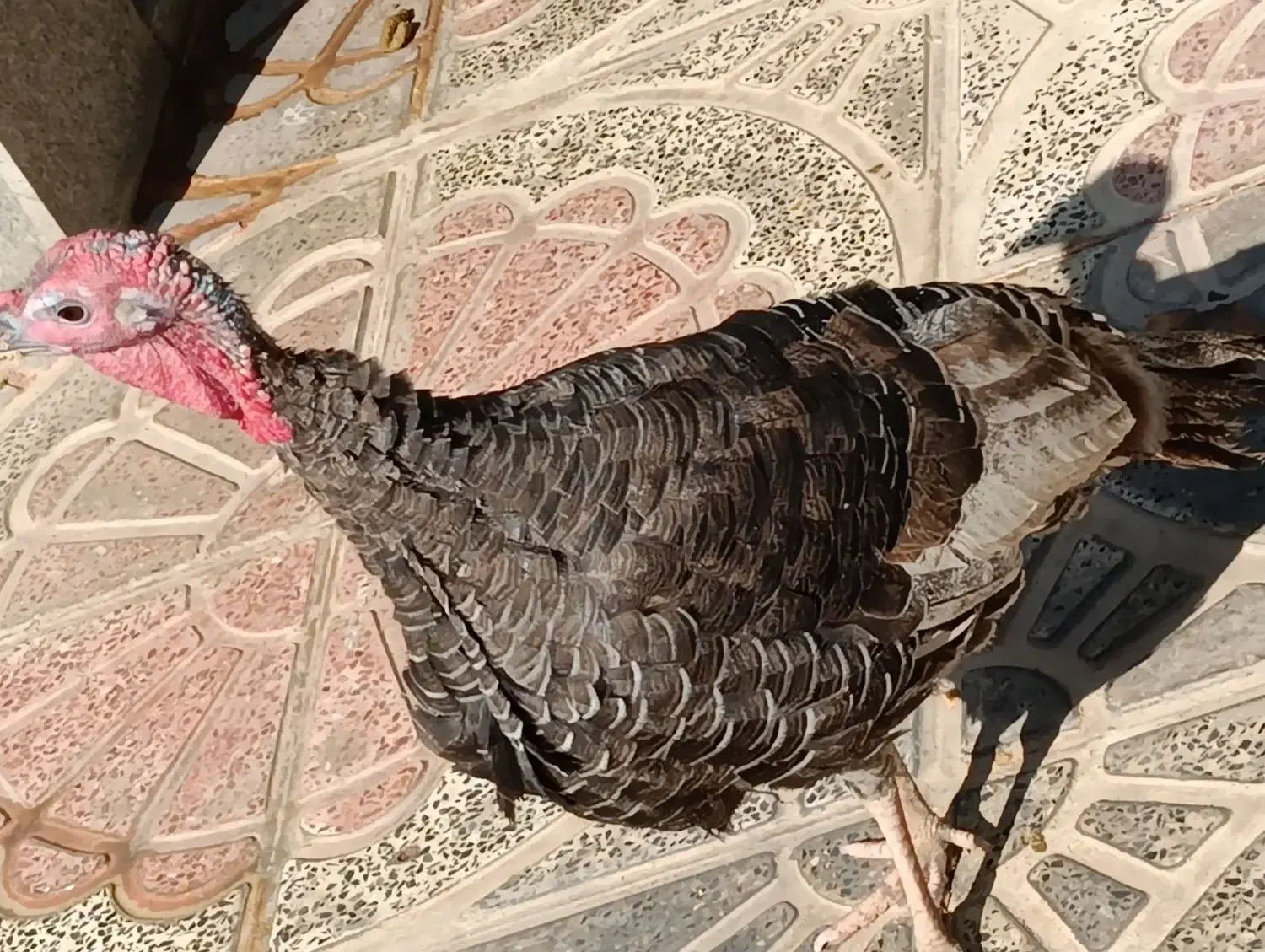 یک عدد بوقلمون نر محلی|حیوانات مزرعه|شیراز, کفترک|دیوار