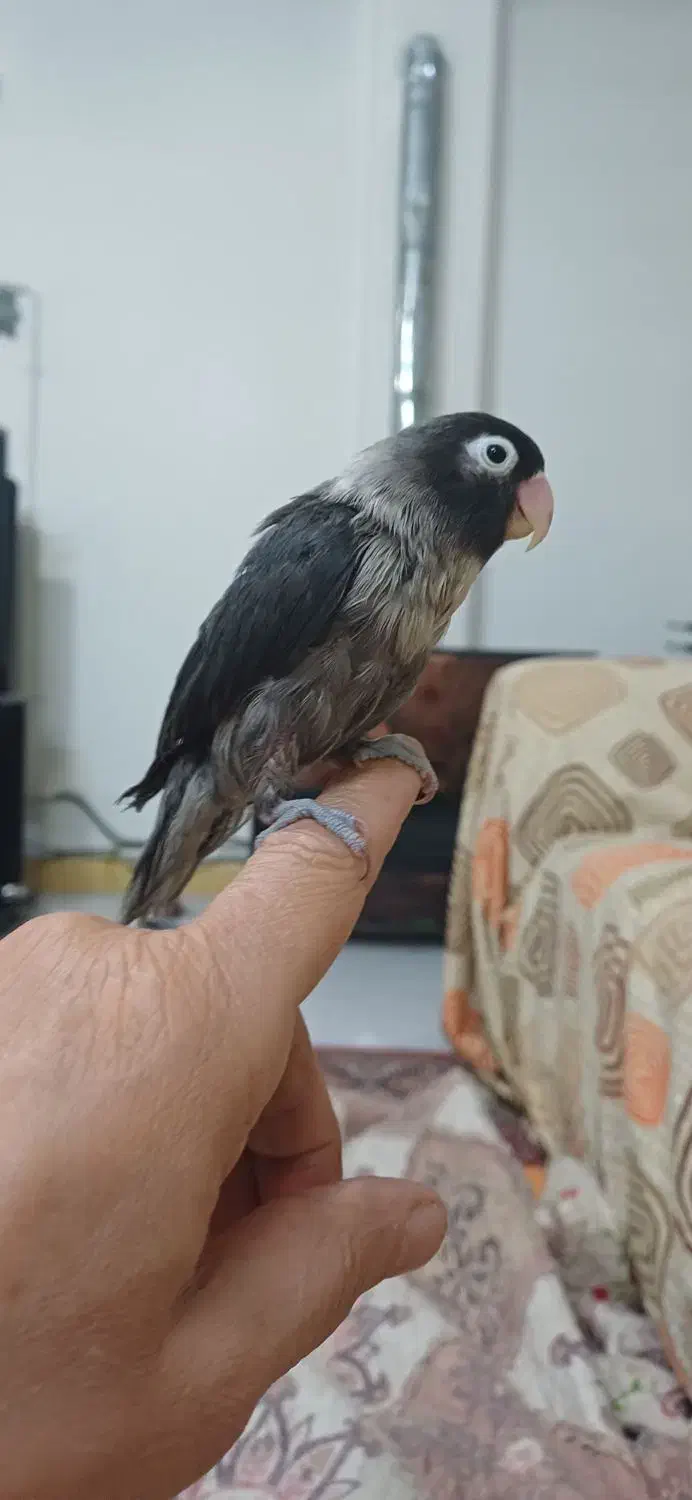 طوطی نقابدار ماده معاوضه انگشتر نقره|پرنده|فردیس, شهرک وحدت|دیوار