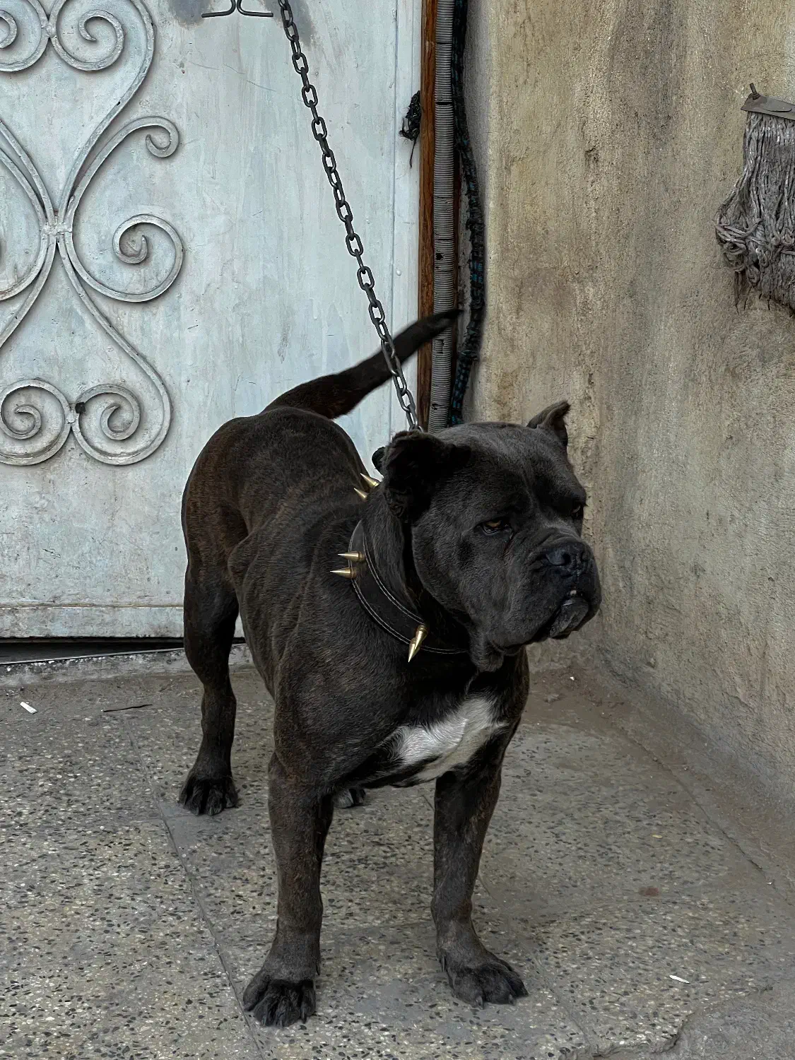 سگ کن کورسو اصیل ماده ۱۰ ماهه گارد کنکورسو کن کرسو|سگ|چهاردانگه (تهران), |دیوار