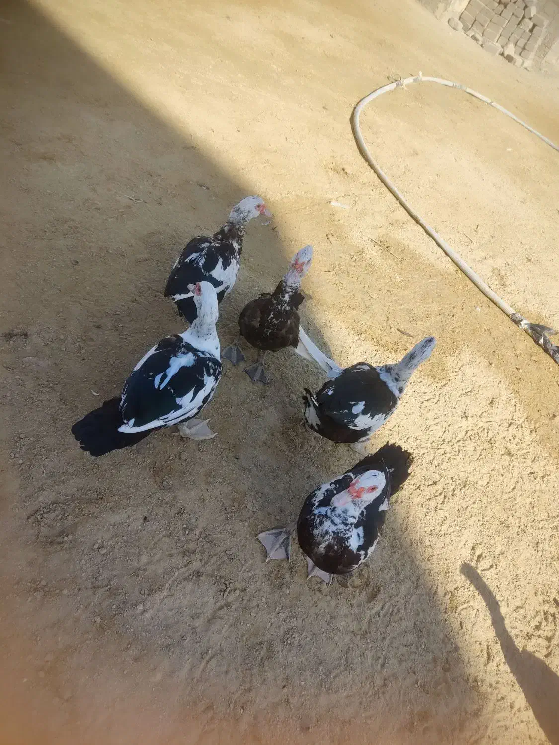 اردک اسرائیلی نر|حیوانات مزرعه|چابهار, |دیوار