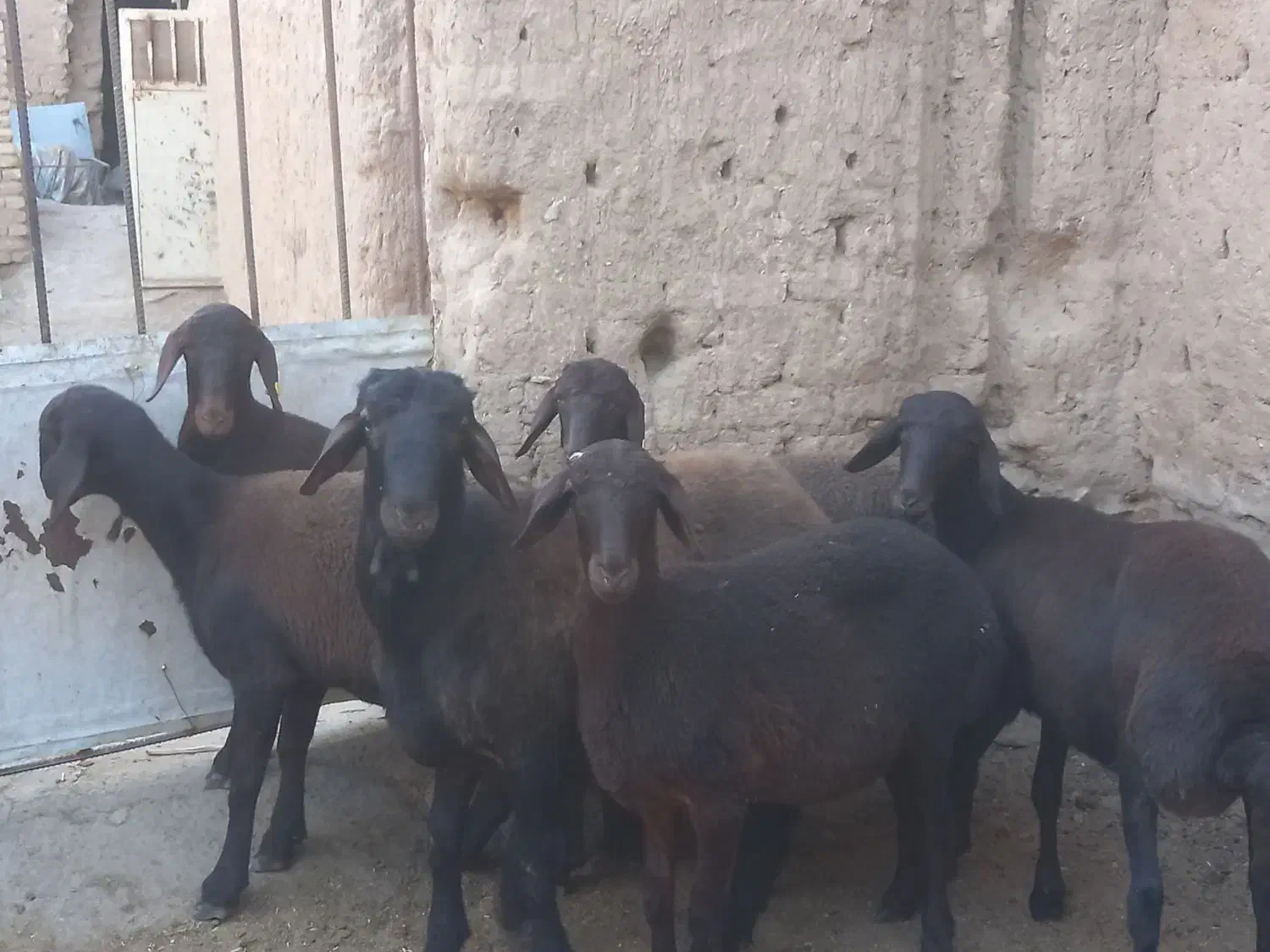 بره ماده همو هترو|حیوانات مزرعه|یزد, |دیوار