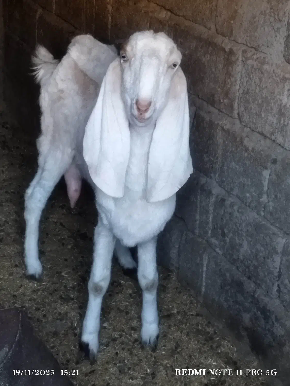 گوسفند نسل دار|حیوانات مزرعه|سراوان, |دیوار