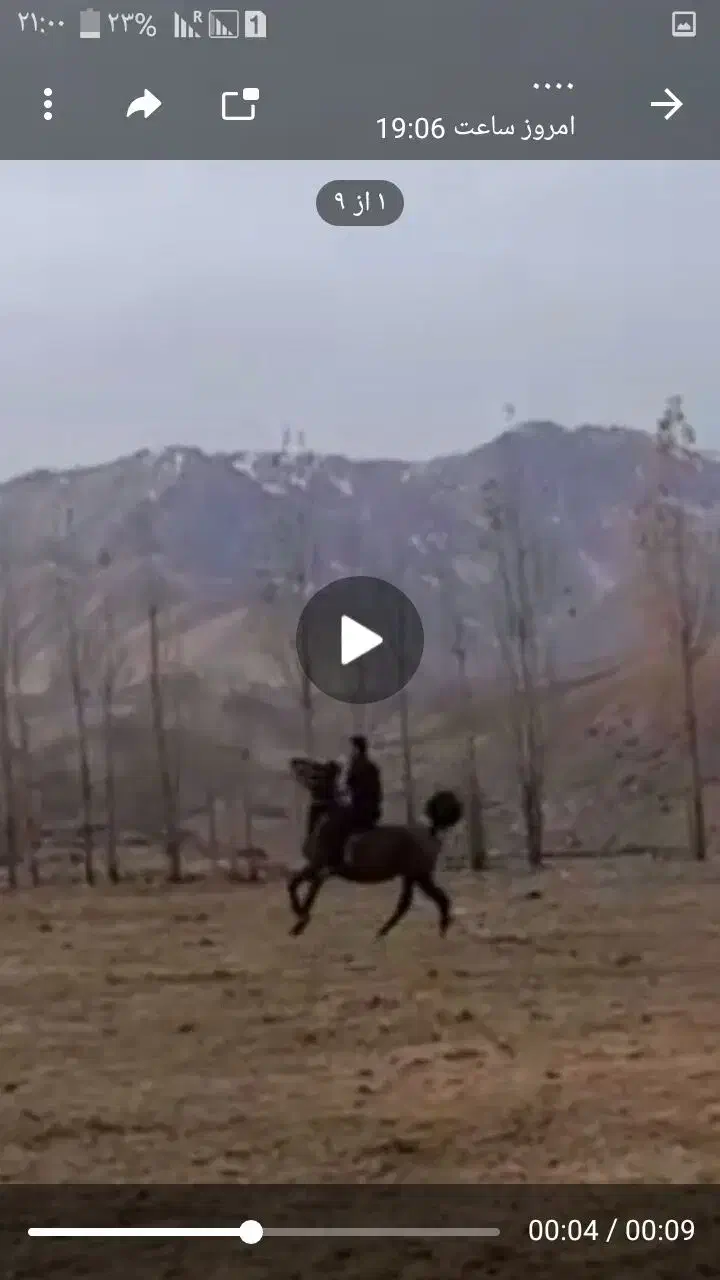 مادیون اصل درشور وبازی کن بدونه هیچ مشکلی|اسب و تجهیزات اسب‌سواری|الیگودرز, |دیوار