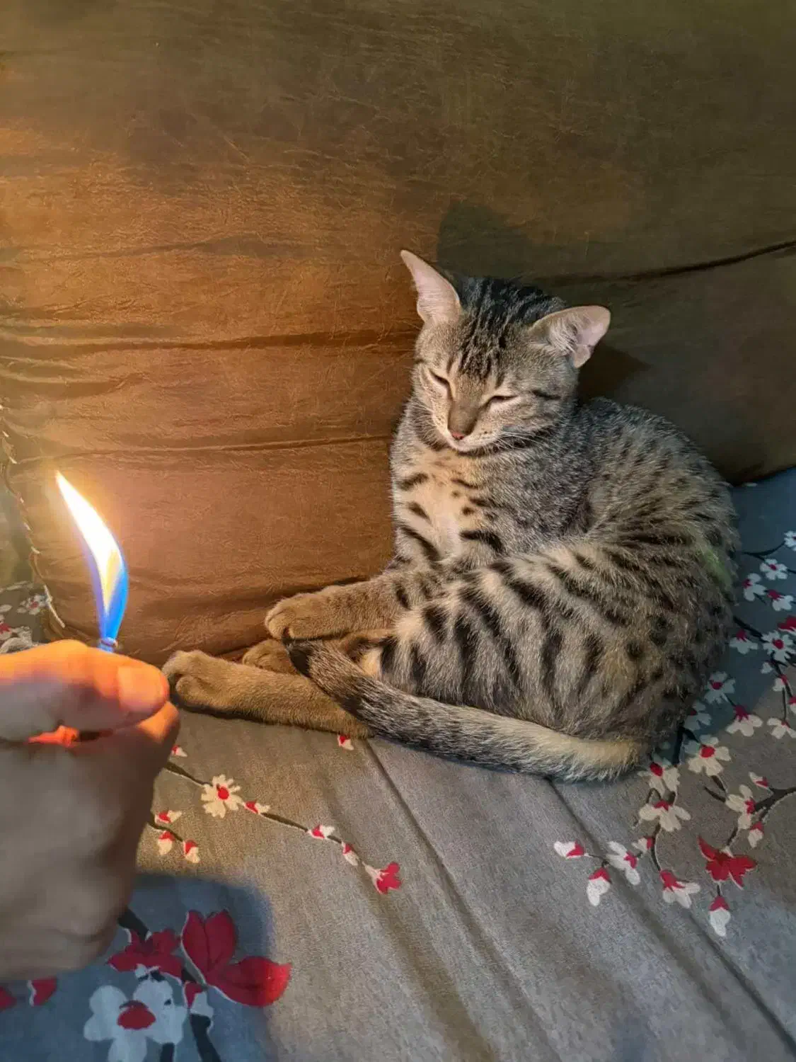 واگذاری گربه به دلیل نداشتن شرایت نگهداری|گربه|شیراز, کیان شهر|دیوار