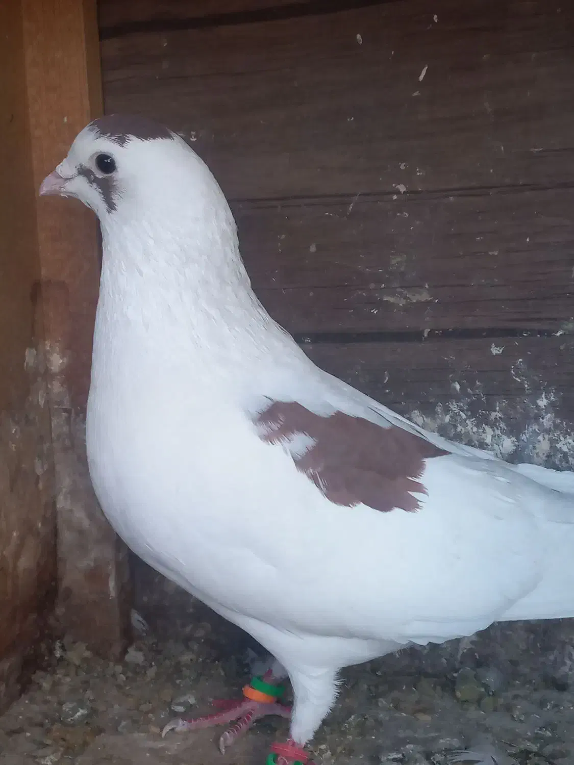 گرفتنی|پرنده|شیراز, کوشک میدان|دیوار