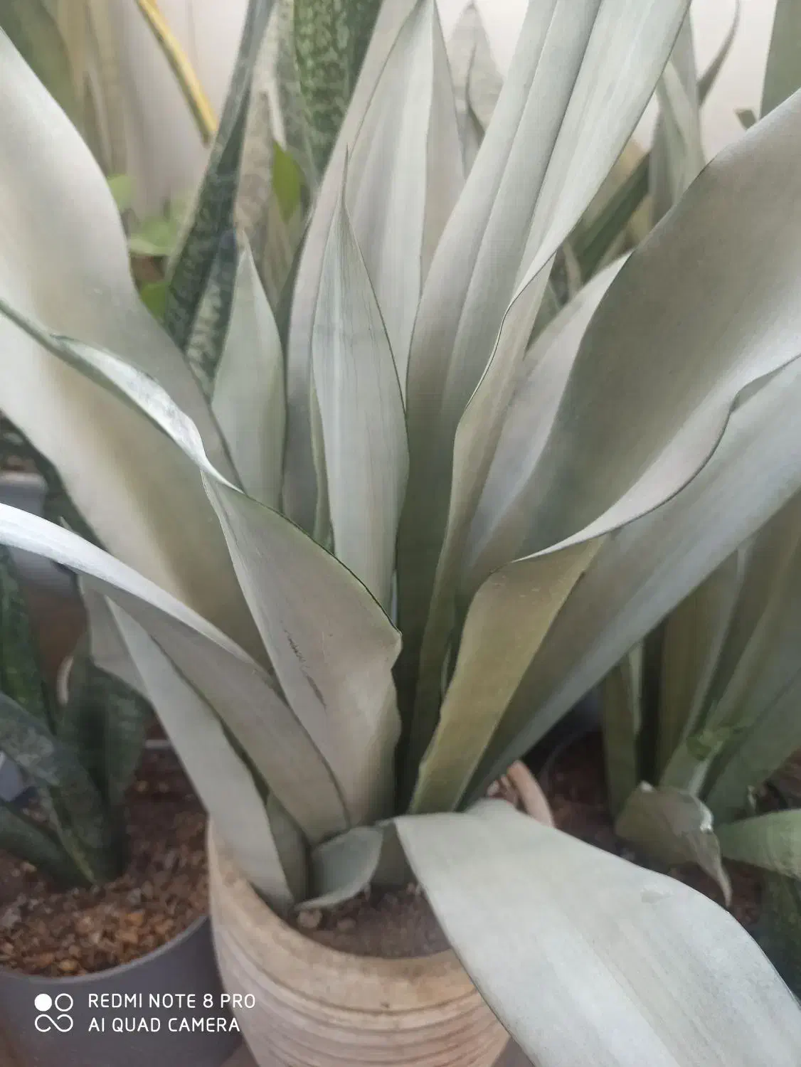 فروش انواع گلهای سانسوریا|گل و گیاه طبیعی|چابهار, |دیوار