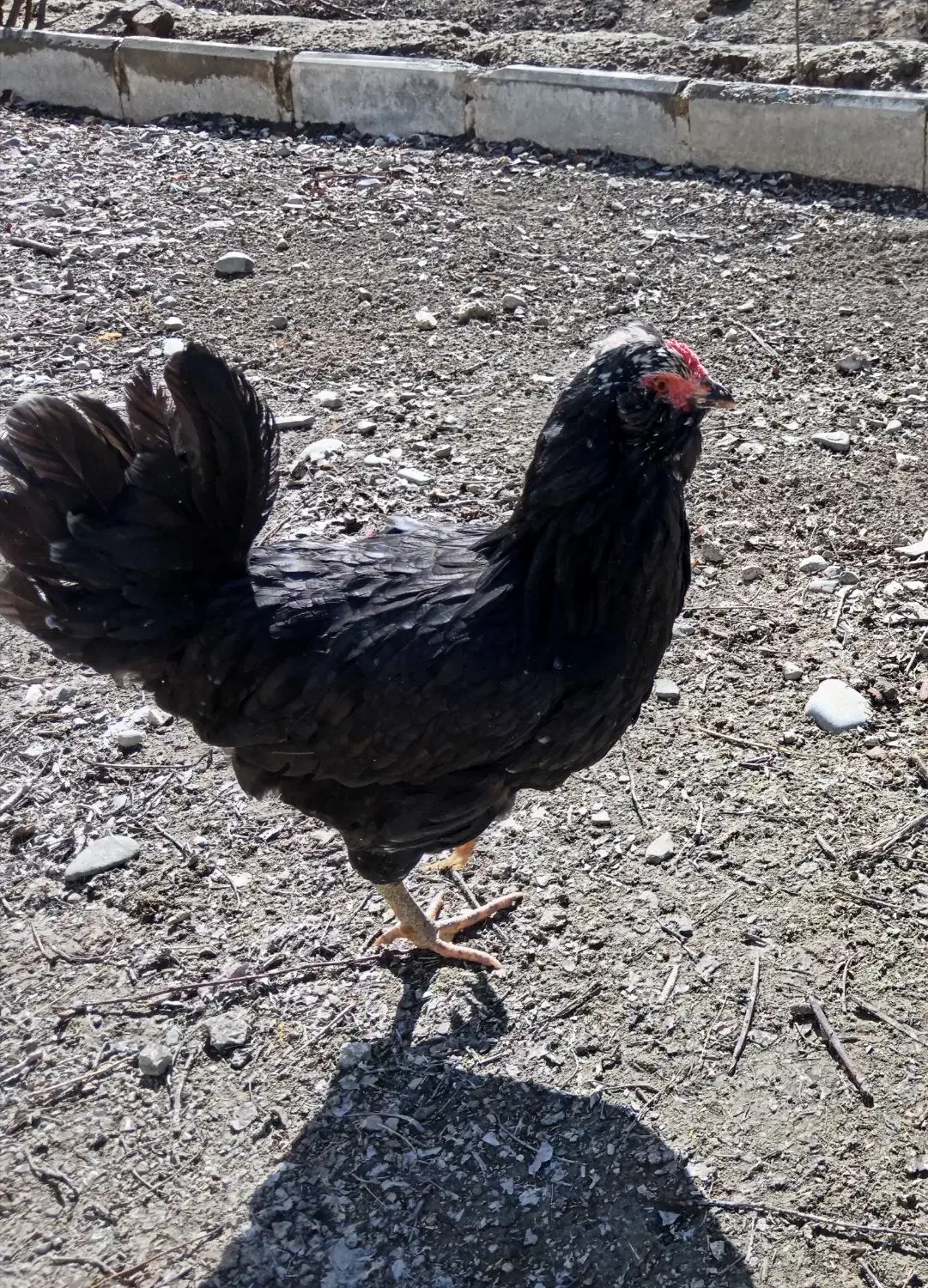 مرغ گلین|حیوانات مزرعه|هشتگرد, تهران دشت|دیوار