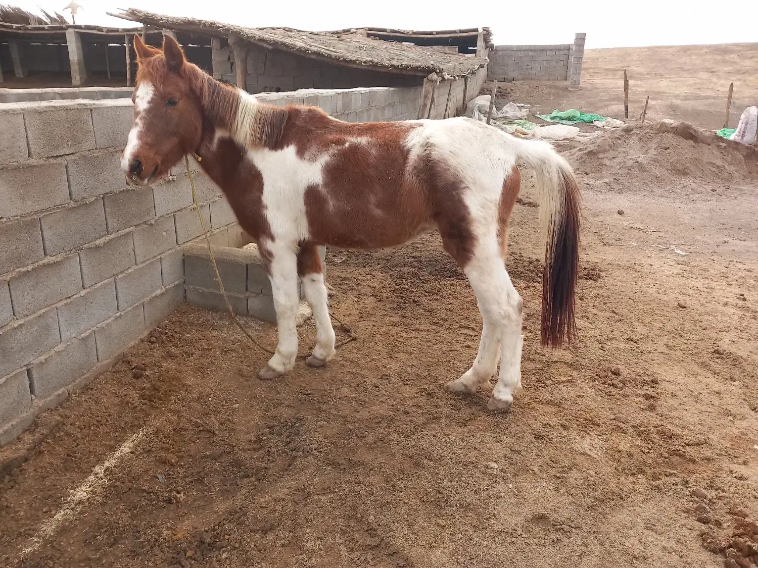 اسب ماده|اسب و تجهیزات اسب‌سواری|گنبد کاووس, |دیوار