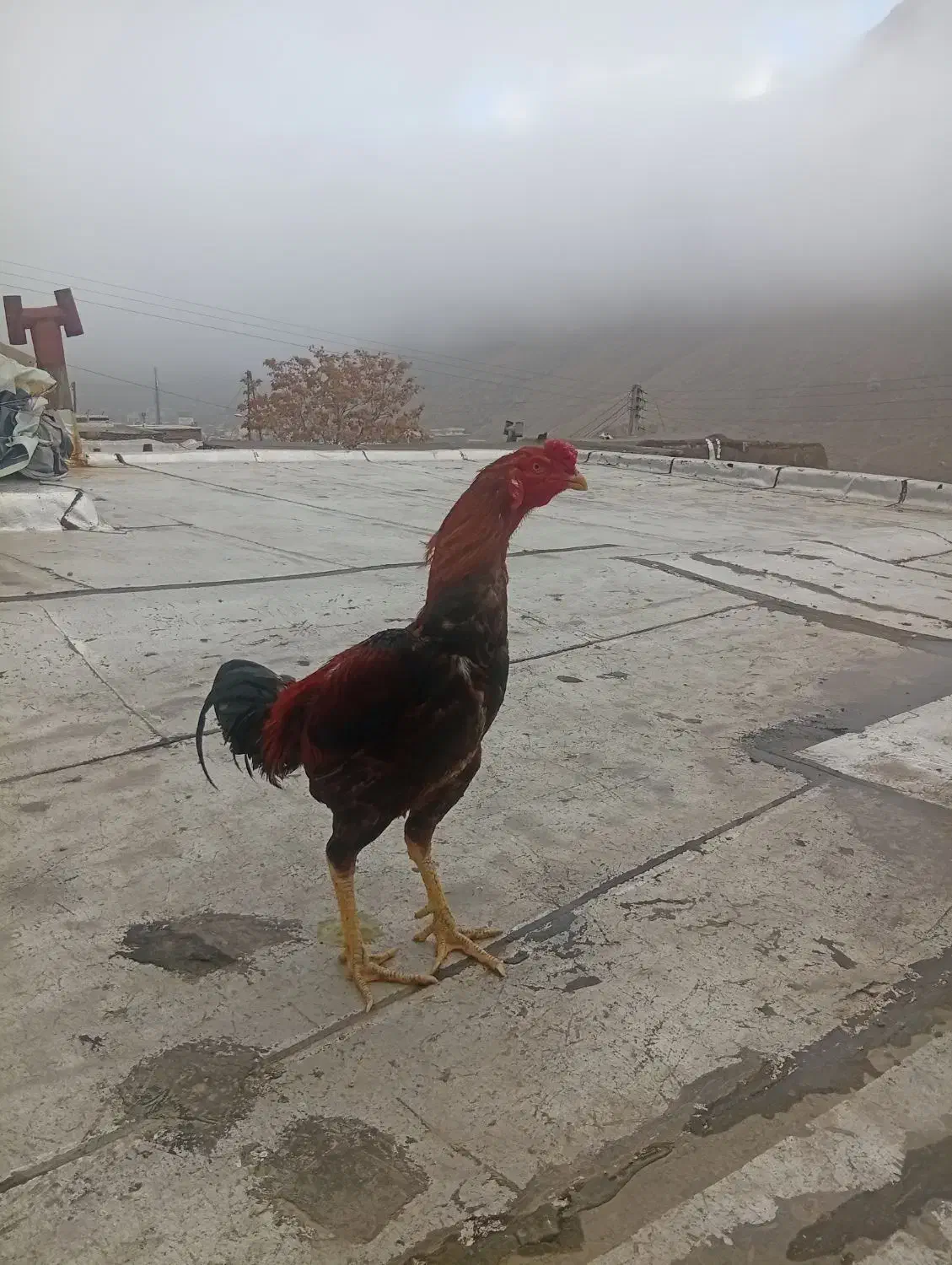 خروس لاری|حیوانات مزرعه|ماکو, |دیوار