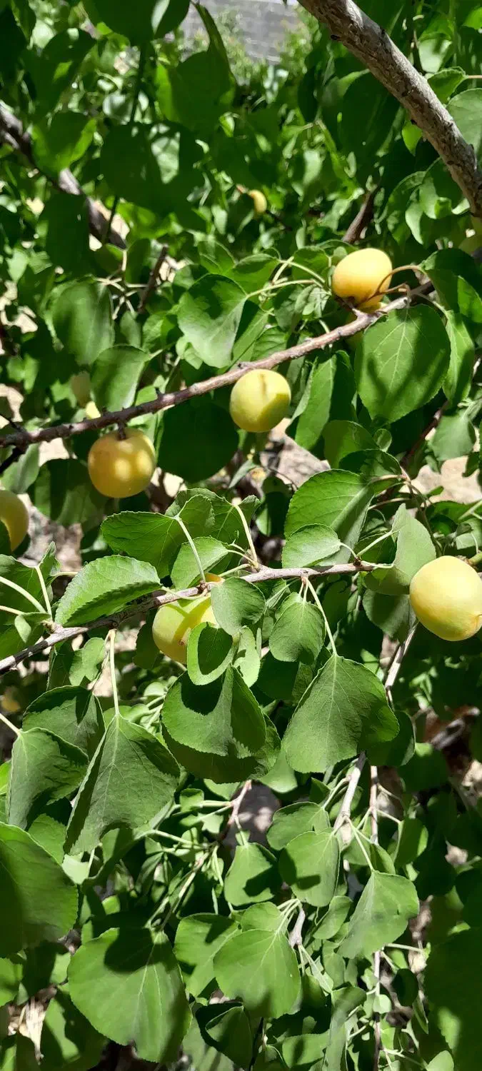 فروش باغ شهری 1500متری|فروش زمین و ملک کلنگی|مرودشت, ده بید|دیوار