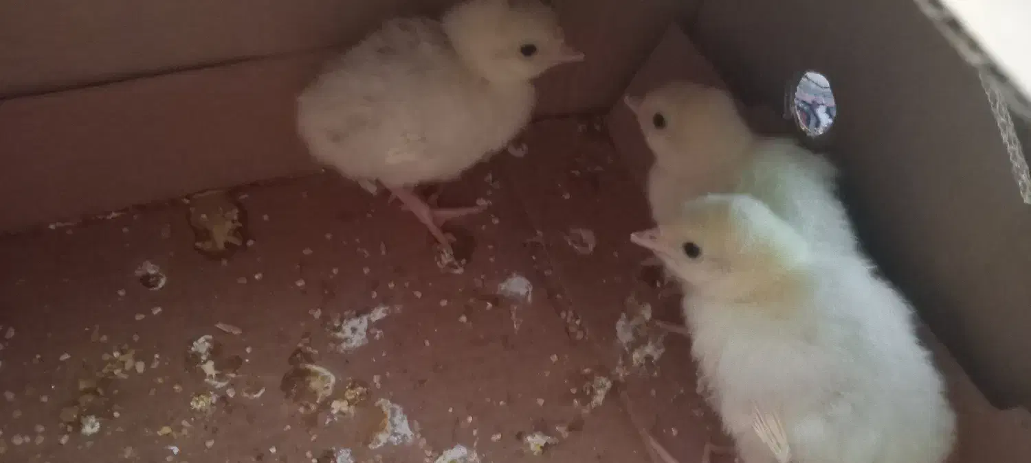 جوجه بوقلمون|حیوانات مزرعه|آران و بیدگل, |دیوار