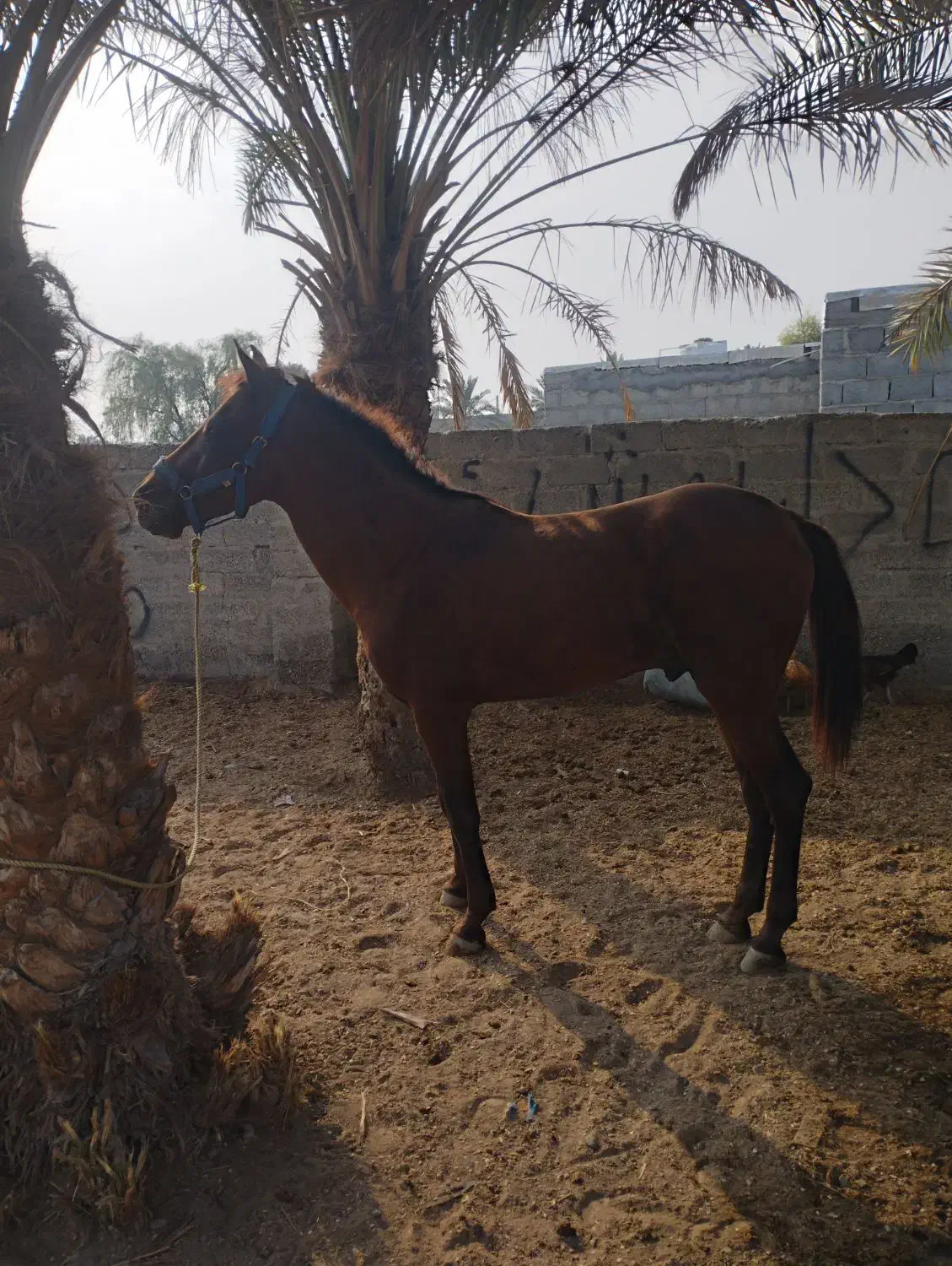 کره نریان کورسی|اسب و تجهیزات اسب‌سواری|میناب, |دیوار