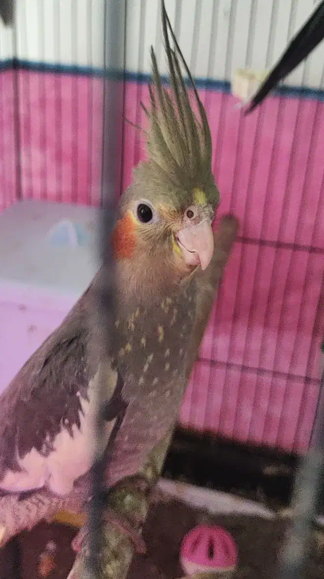 کوکاتیل(عروس) نر جوان|پرنده|رشت, خمیران زاهدان|دیوار