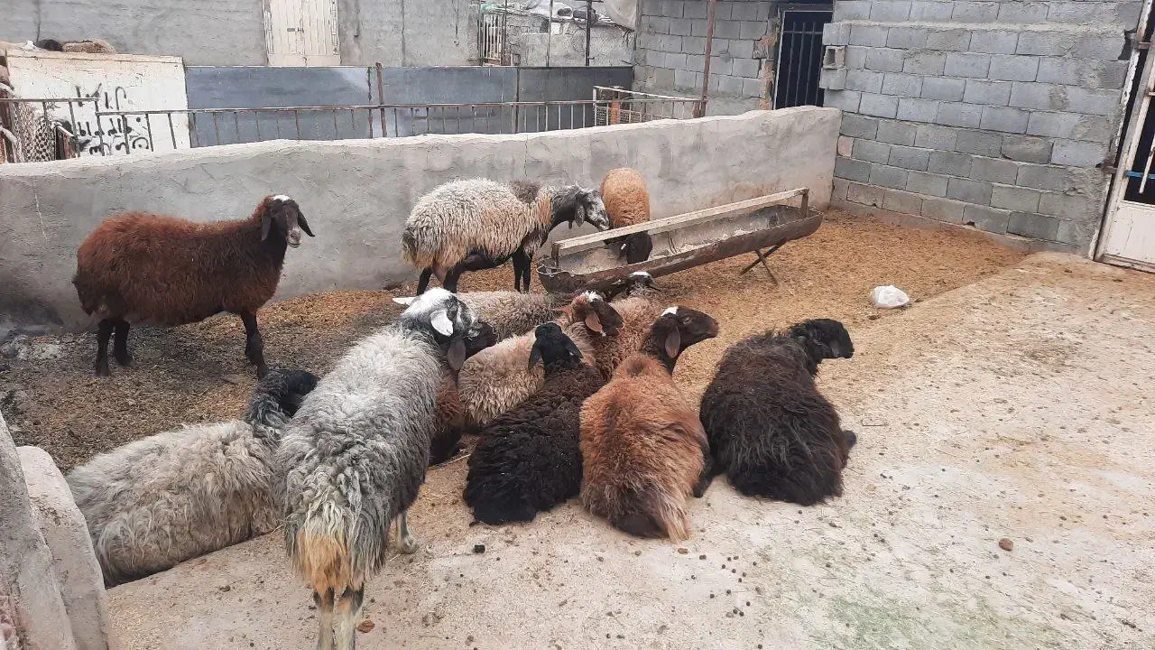 فروش گوسفند سالم و باکیفیت|حیوانات مزرعه|اصفهان, سرشبادران|دیوار