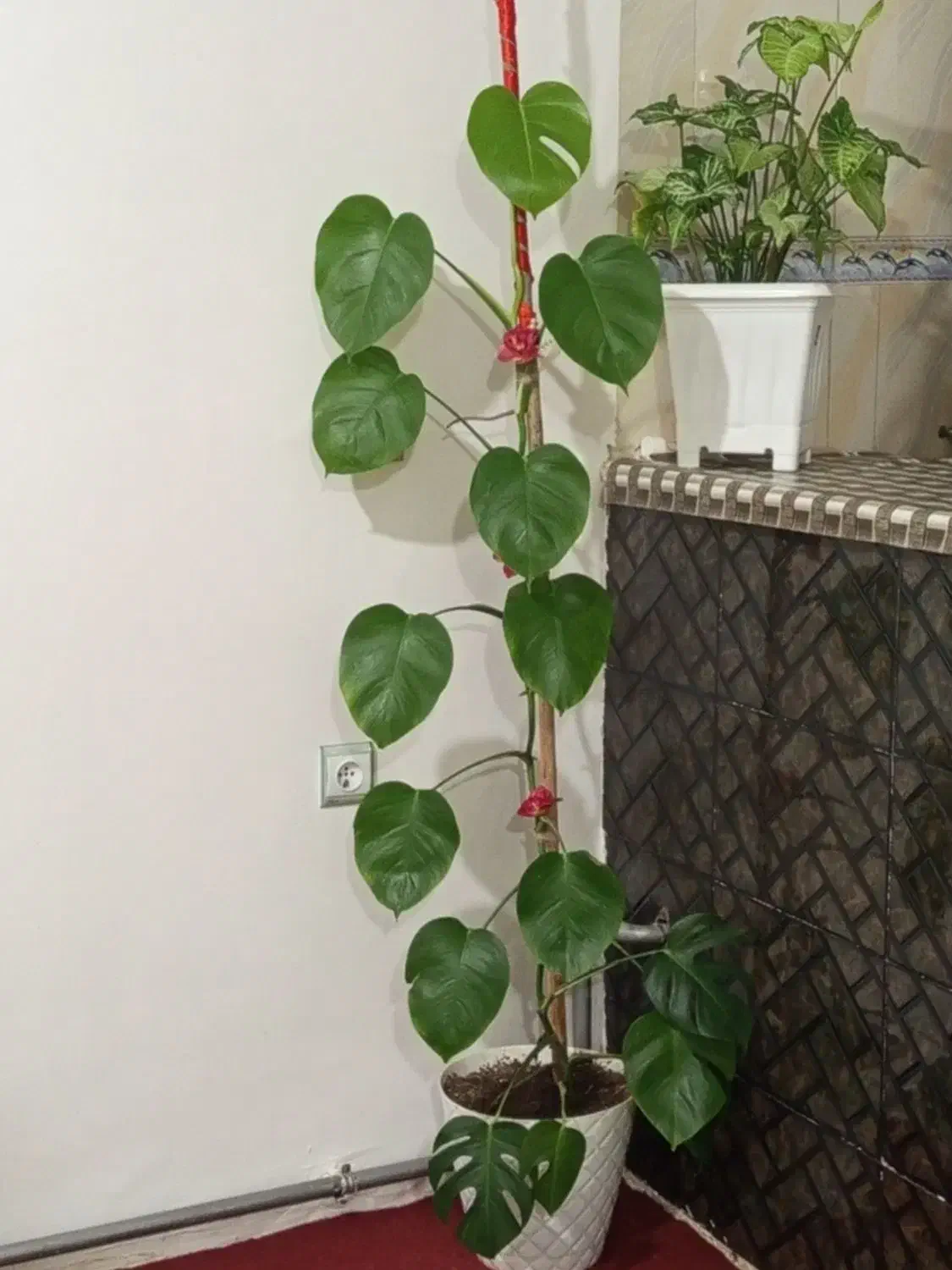 گل پنج انگشتی|گل و گیاه طبیعی|صفائیه, |دیوار