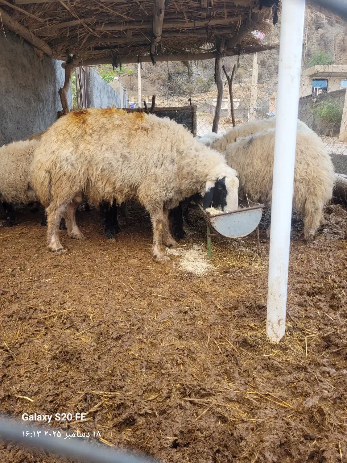 شک ورن|حیوانات مزرعه|سیروان, |دیوار