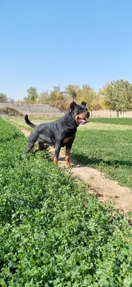 فروش سگ روتوایلر|سگ|اصفهان, مهدیه|دیوار