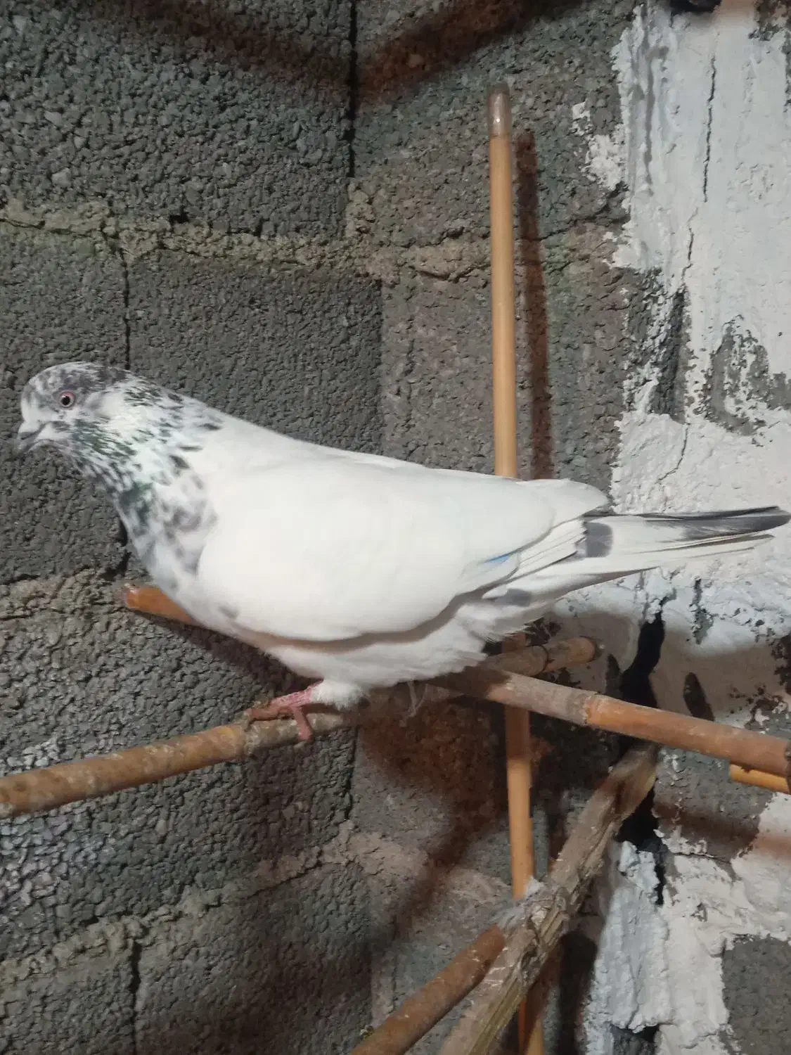 کبوتر|پرنده|رشت, عینک|دیوار