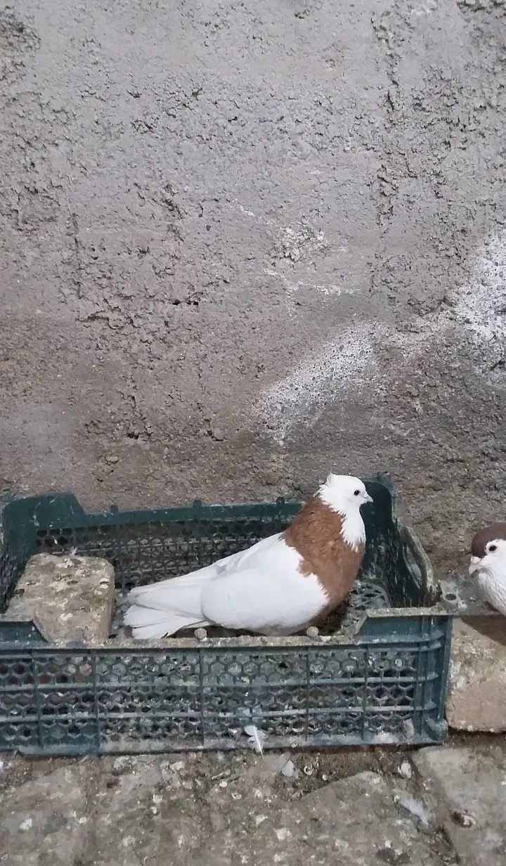 کفتر|پرنده|مشهد, شهرک امام هادی (شهرک غرب)|دیوار