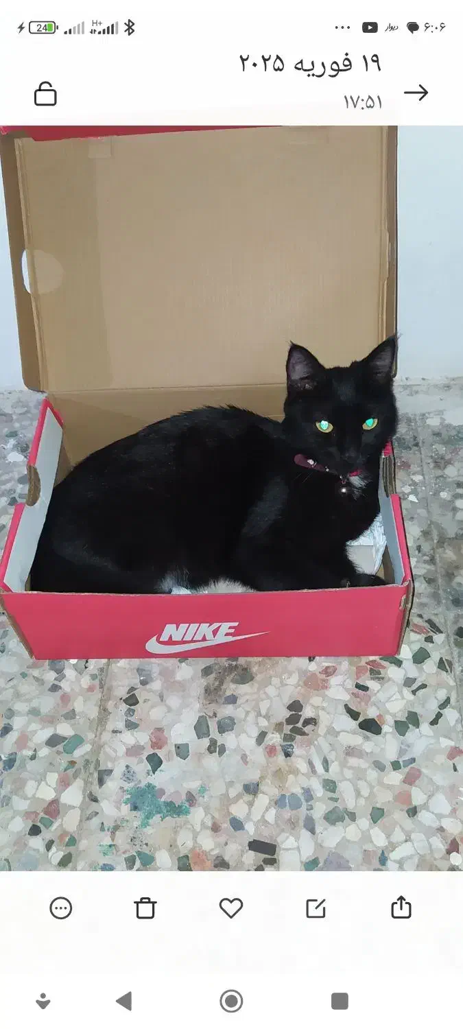 گمشده|حیوانات|پره‌سر, |دیوار