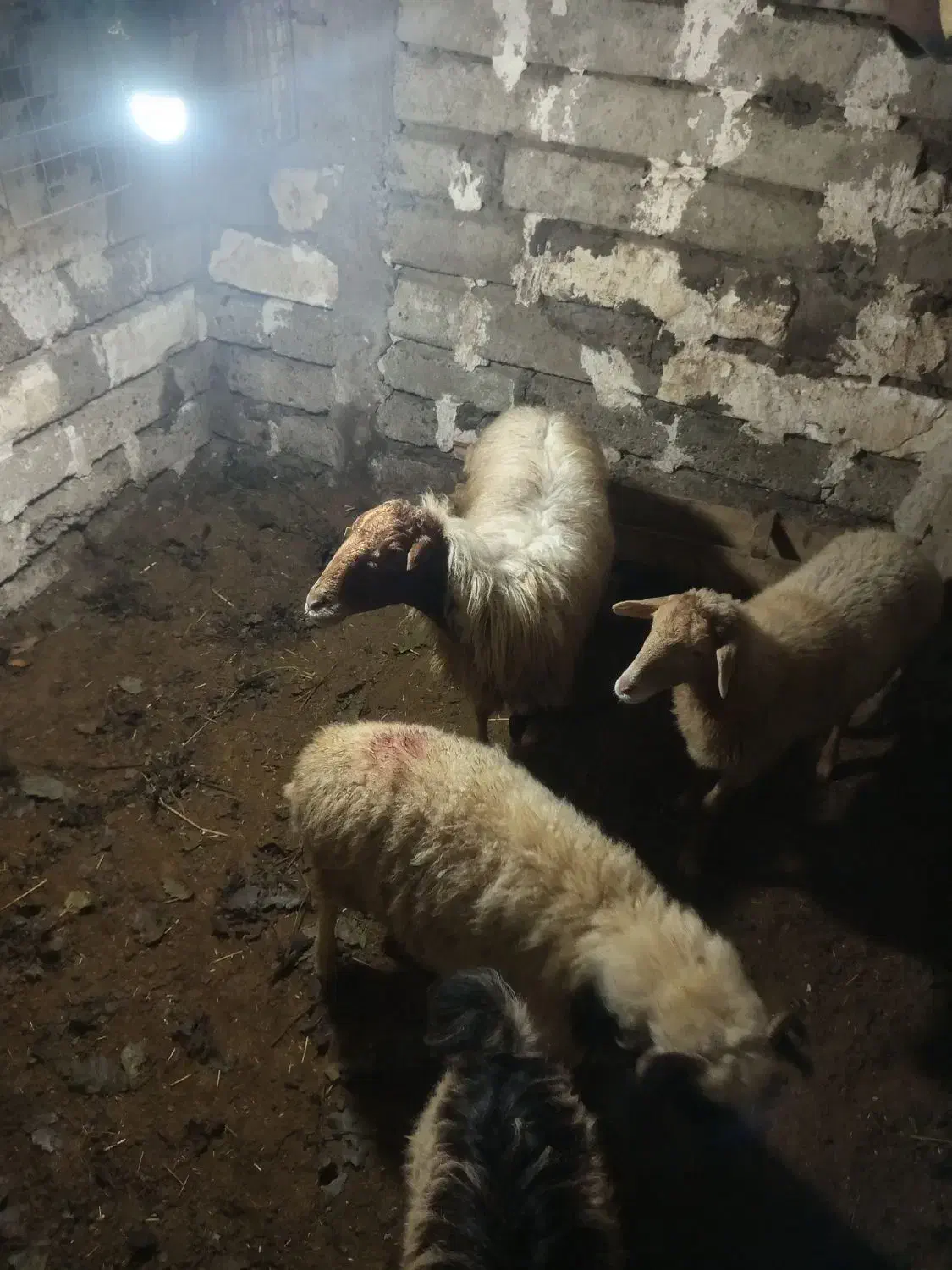 گوسفند با بره|حیوانات مزرعه|املش, |دیوار