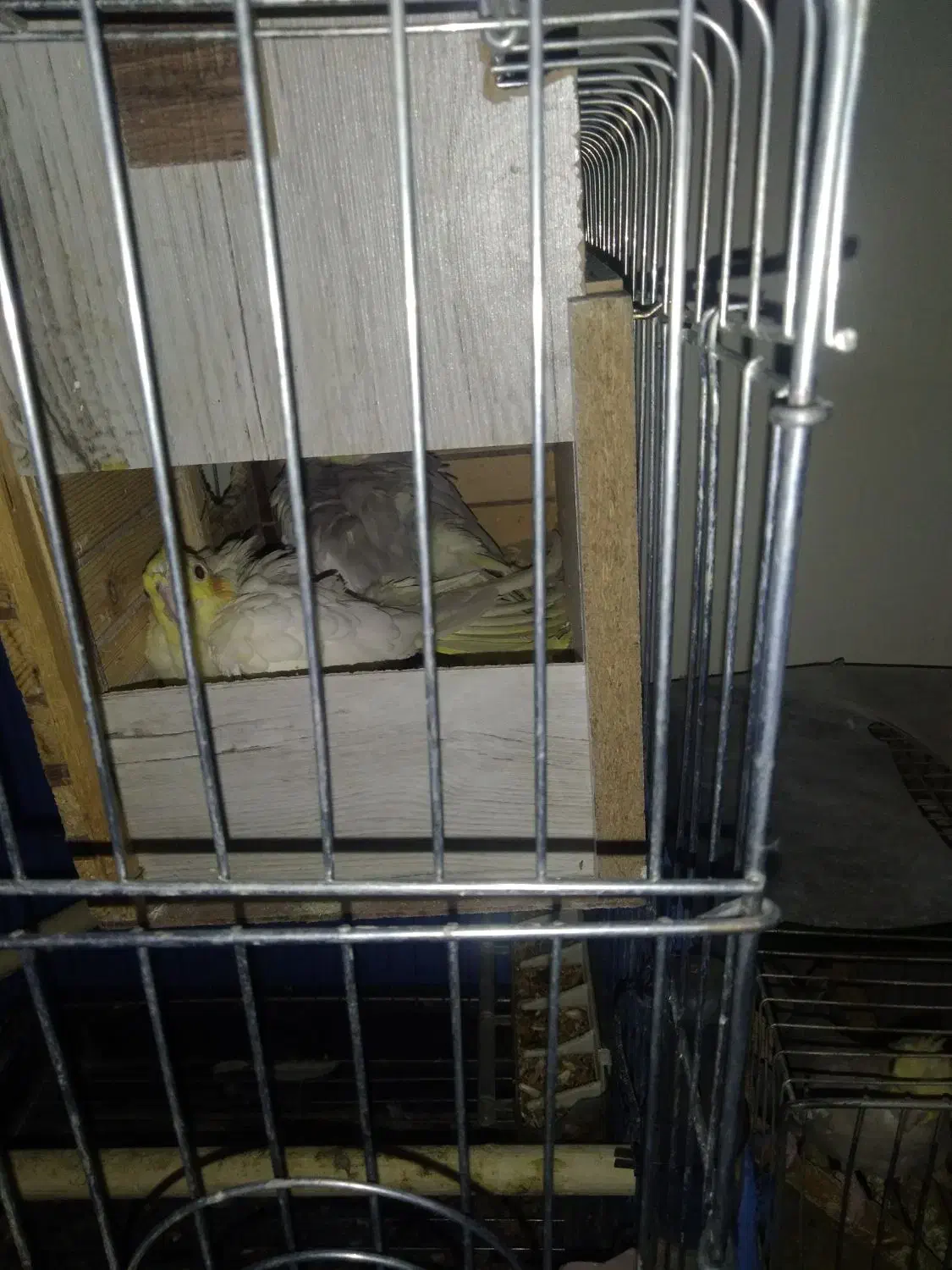 عروس هلندی سه جفت یک جفت با سه تخم|پرنده|تهران, شهرک طالقانی|دیوار