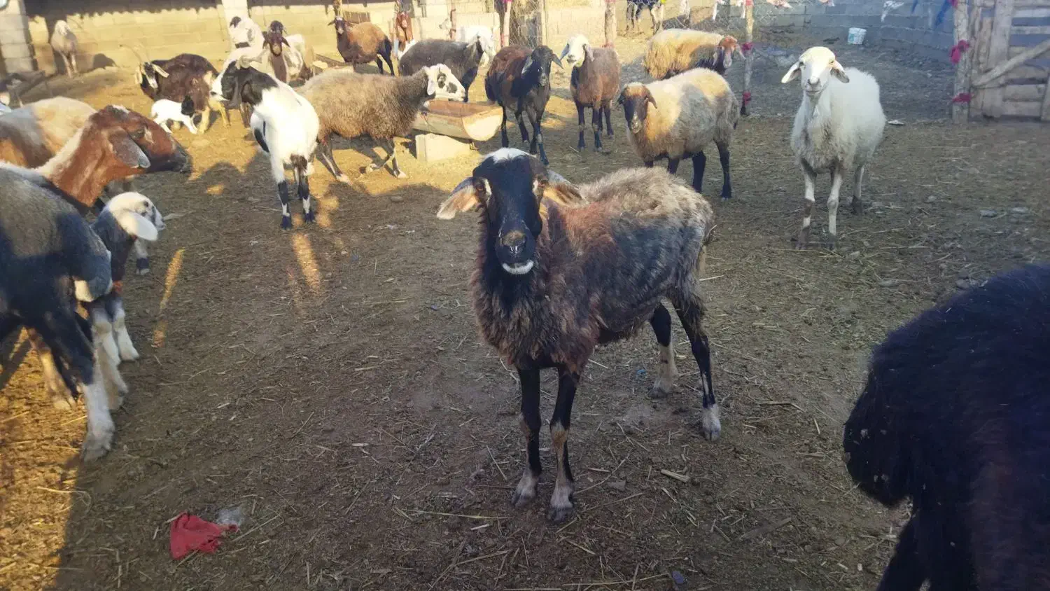 گوسفند بره داره . و ابستن|حیوانات مزرعه|سنگدوین, |دیوار