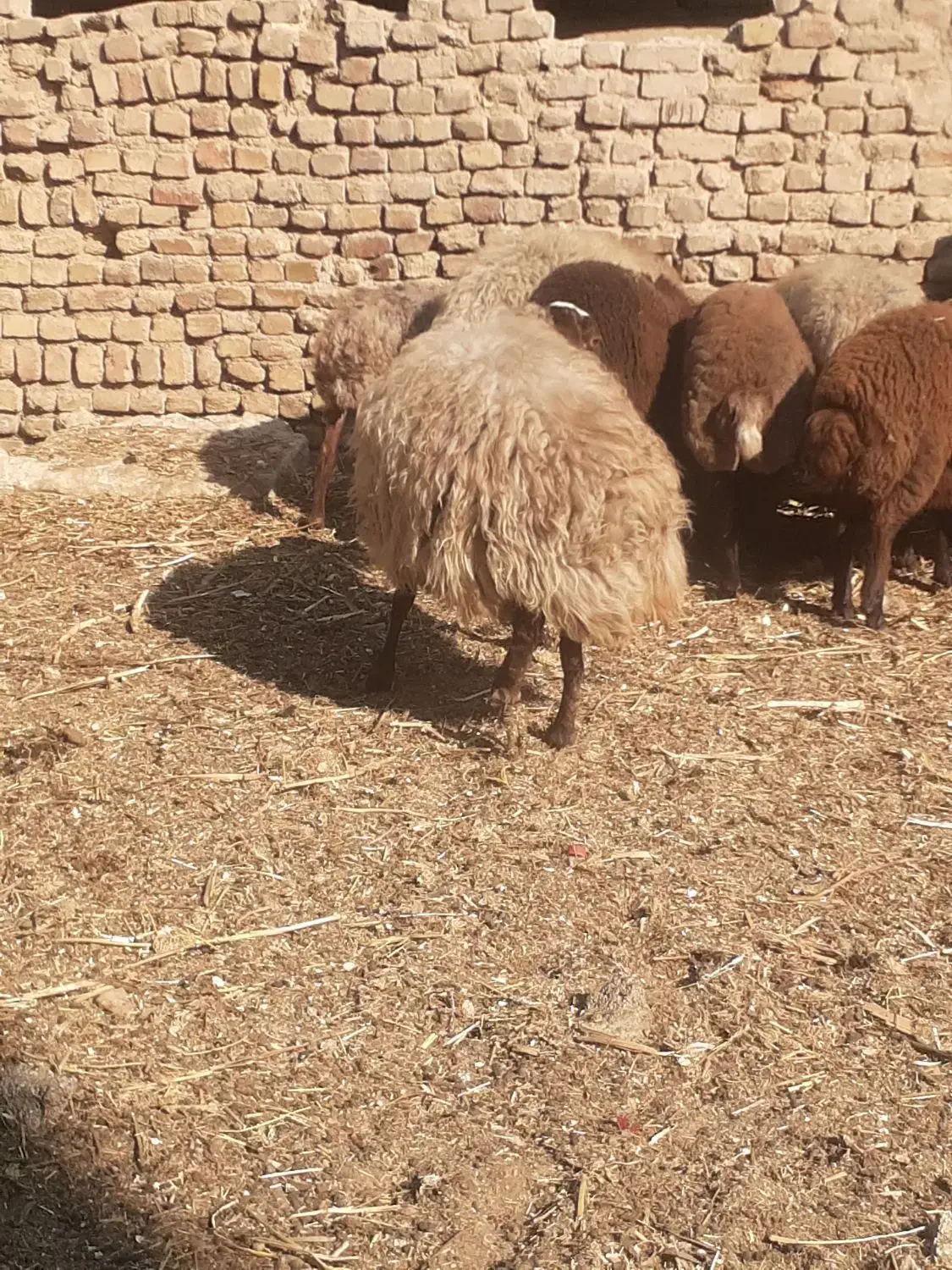 میش آبستن|حیوانات مزرعه|شهریار, شهرک امیریه|دیوار