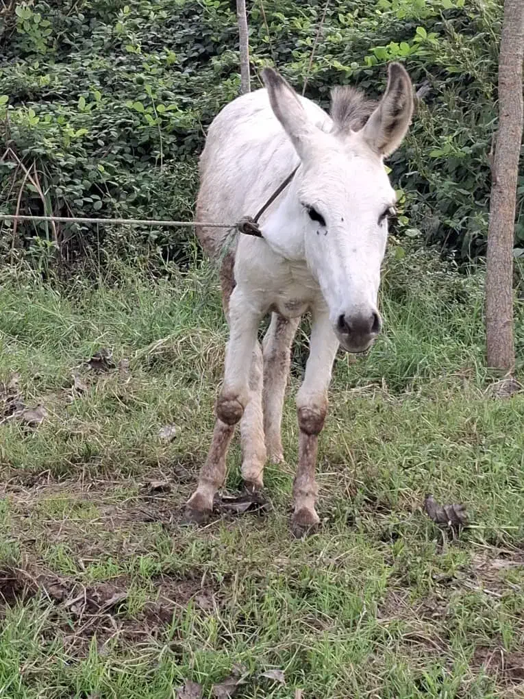 الاغ ماده|حیوانات مزرعه|سیاهکل, |دیوار