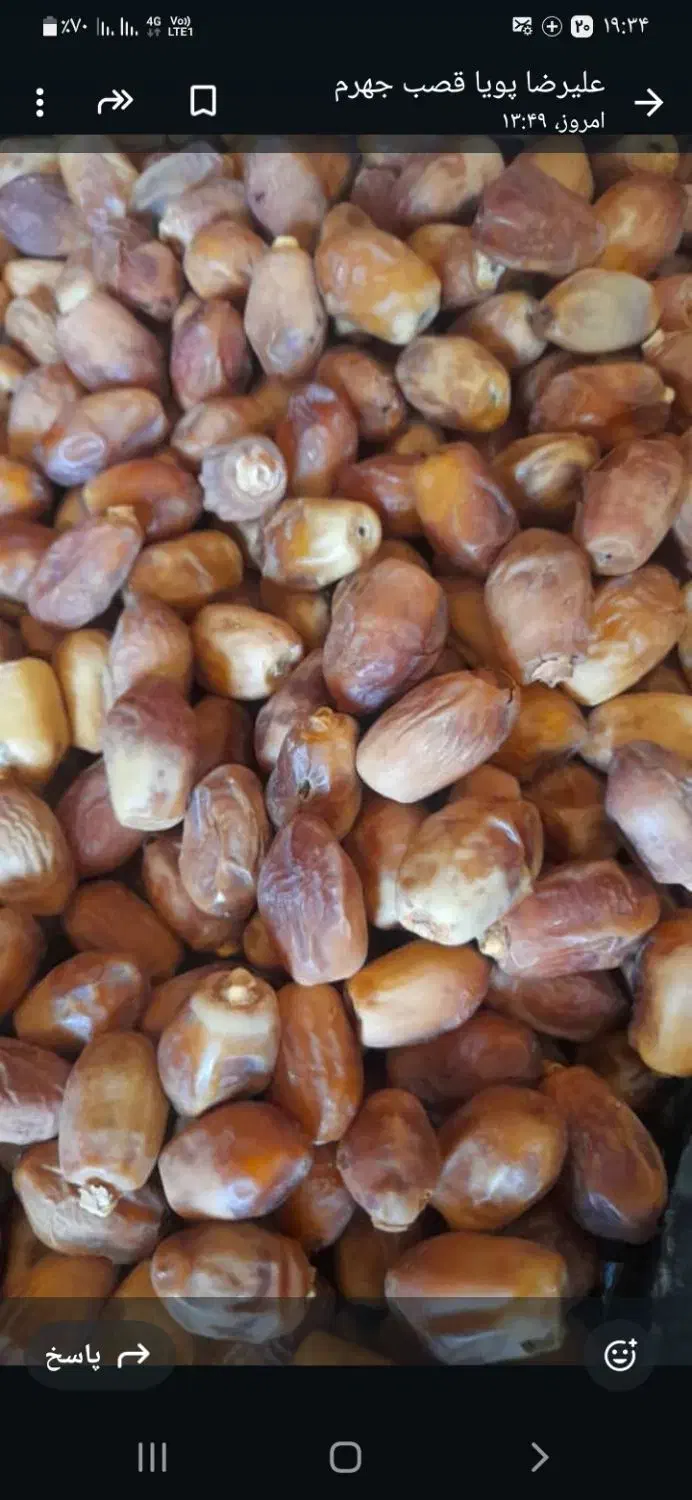 قصب جهرم حبوبات|خوردنی و آشامیدنی|شیراز, شهرک مدرس|دیوار