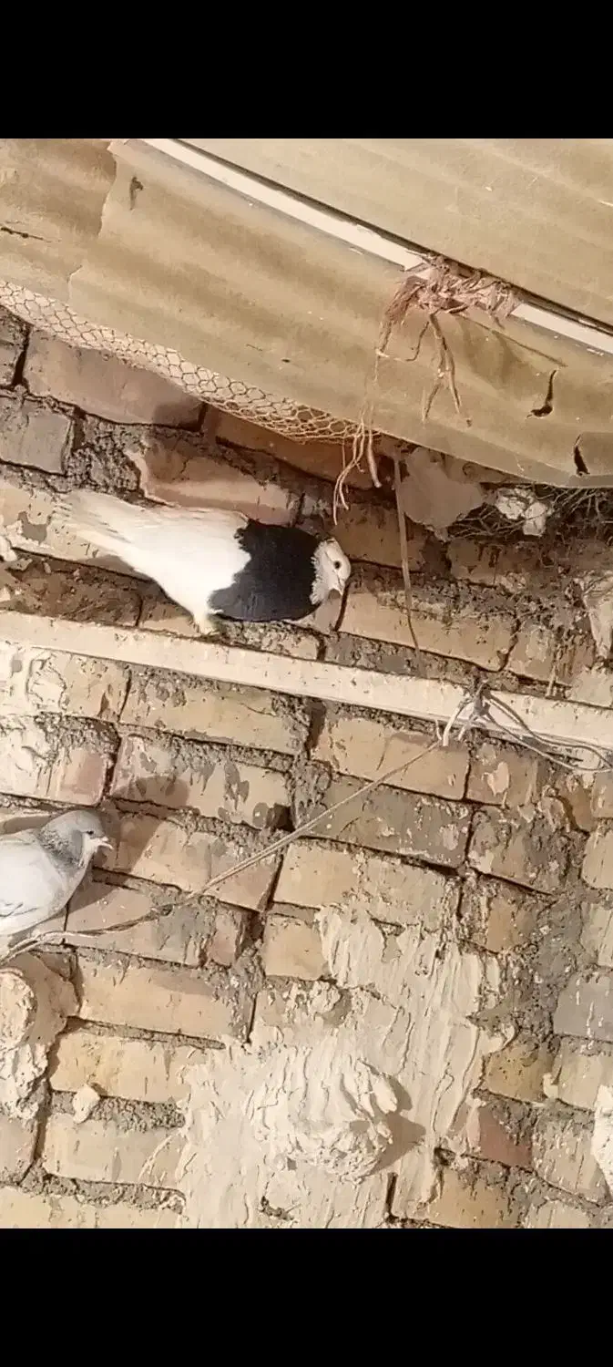 کبوتر طوقی|پرنده|بوئین زهرا, |دیوار