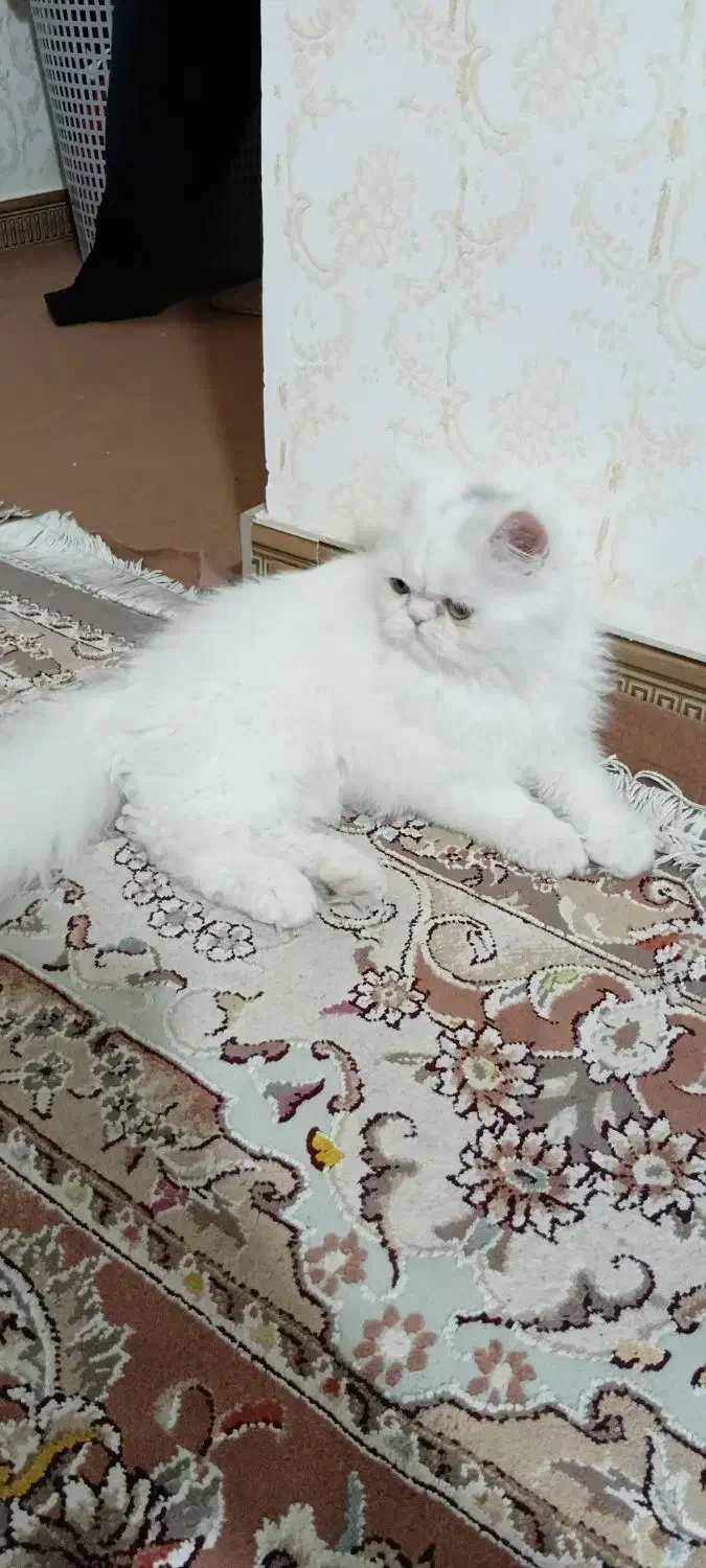 گربه پرشین|گربه|کرمانشاه, |دیوار