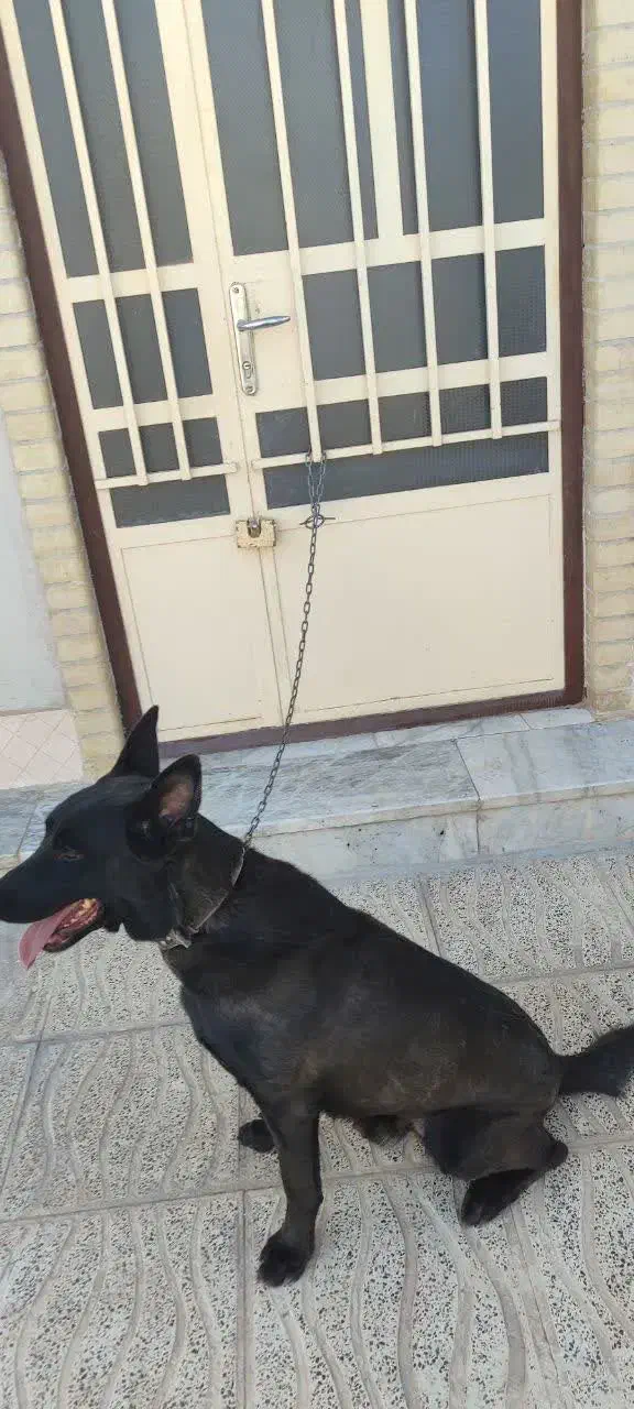 سگ نرمالینویر فان سیبل|سگ|بم, |دیوار