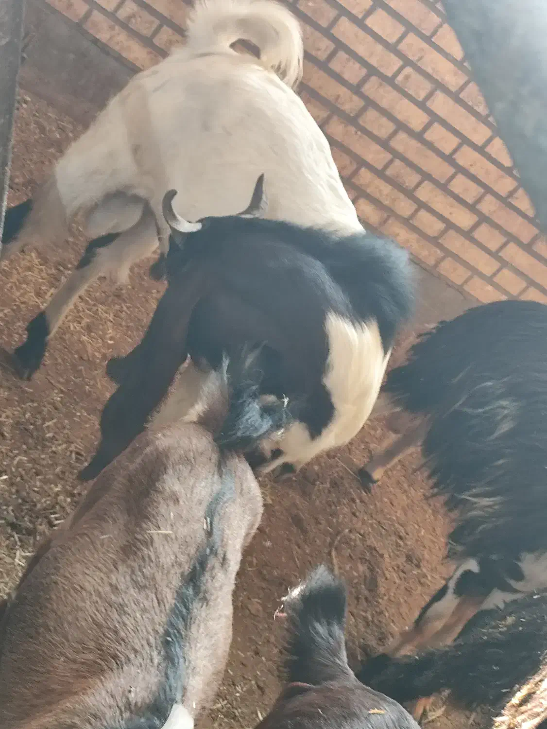 بز نر|حیوانات مزرعه|خرمشهر, |دیوار