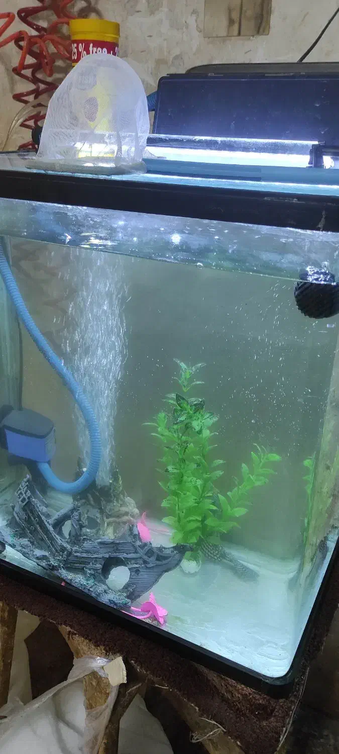 اکواریوم باهمه وصایل|ماهی|قم, کلهری|دیوار