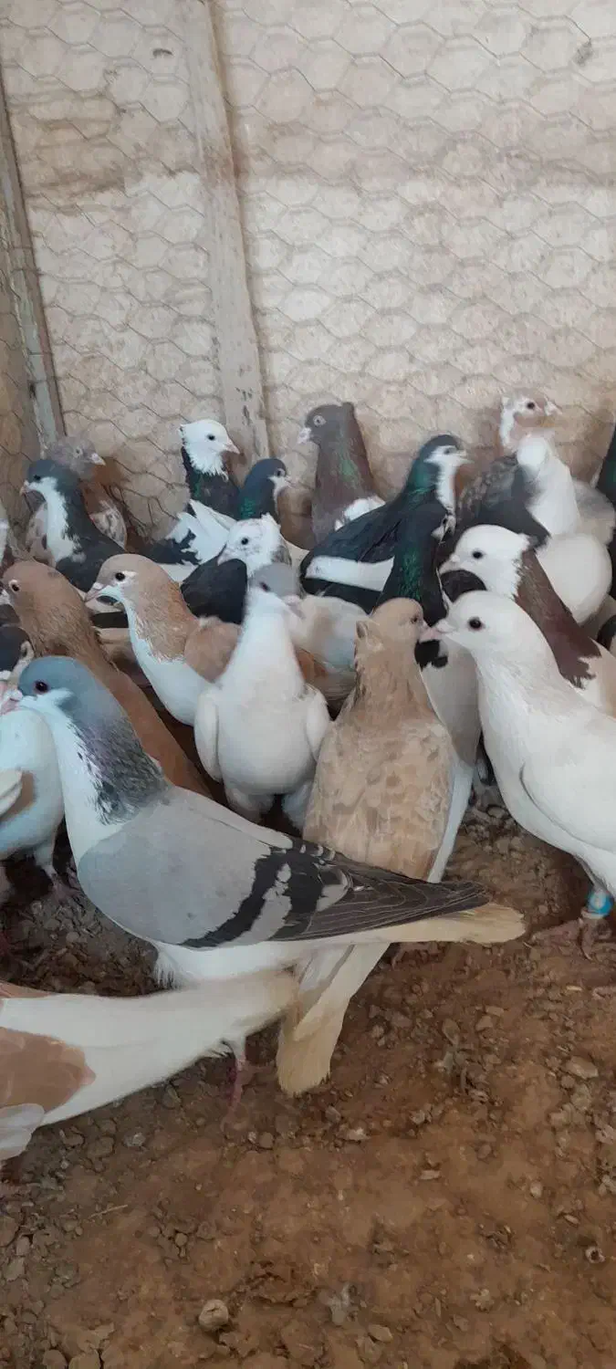 کفتر شهرستانی|پرنده|مشکیندشت, |دیوار