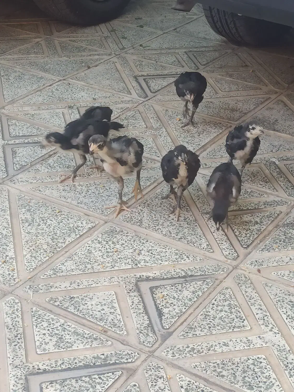 جوجه لاری اصیل|حیوانات مزرعه|هشتگرد, هشتگرد قدیم|دیوار