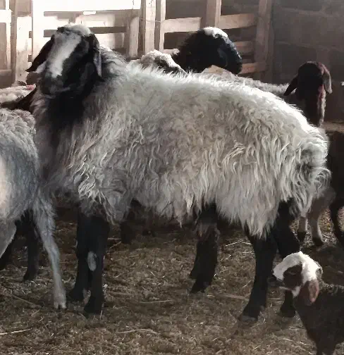 قوچ|حیوانات مزرعه|سیرجان, |دیوار