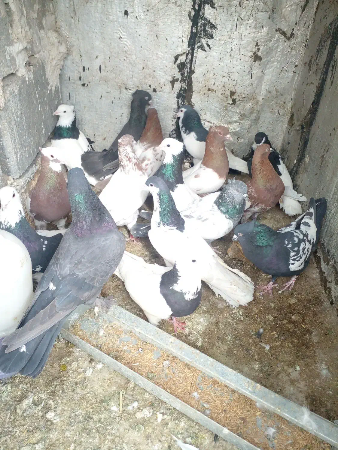 ۱۶تا کفتر معامله با ارزن یا گندم|پرنده|شیراز, گویم|دیوار