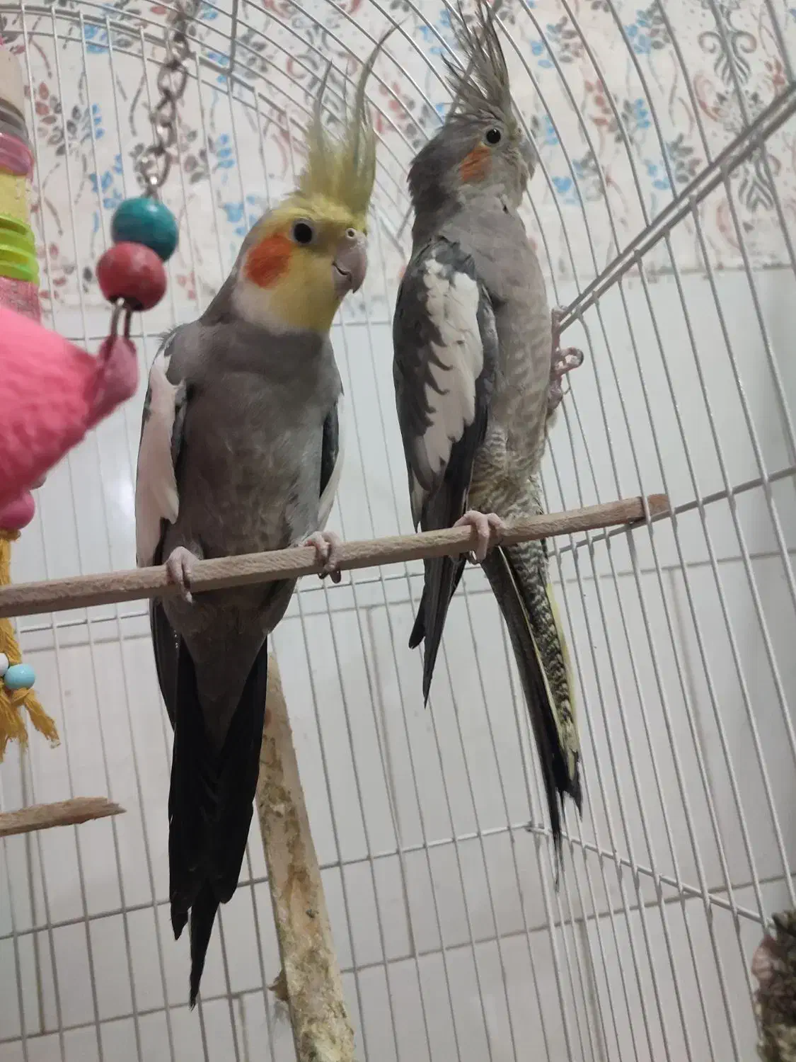 یک جفت عروس هلندی با قفس|پرنده|یزد, |دیوار