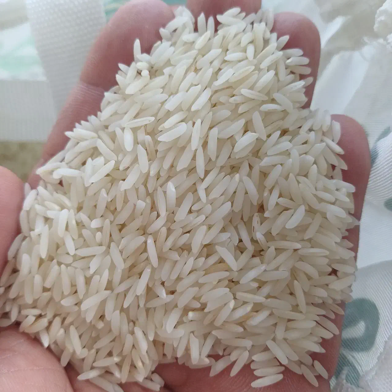 برنج طارم فریدونکنار کشت دوم خرید مستقیم از کشاورز|خوردنی و آشامیدنی|فریدونکنار, |دیوار