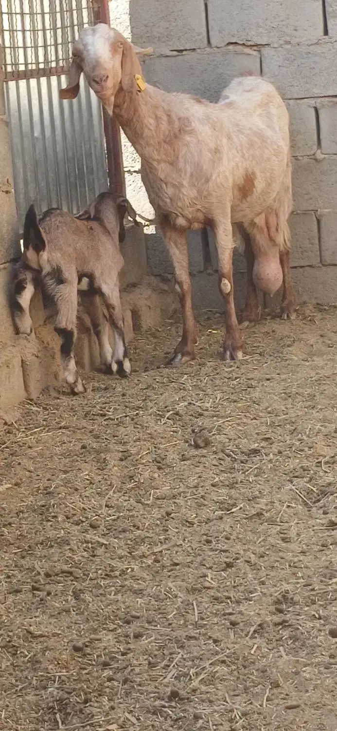 بزشیراوکره نرموقعیت بافق|حیوانات مزرعه|یزد, |دیوار