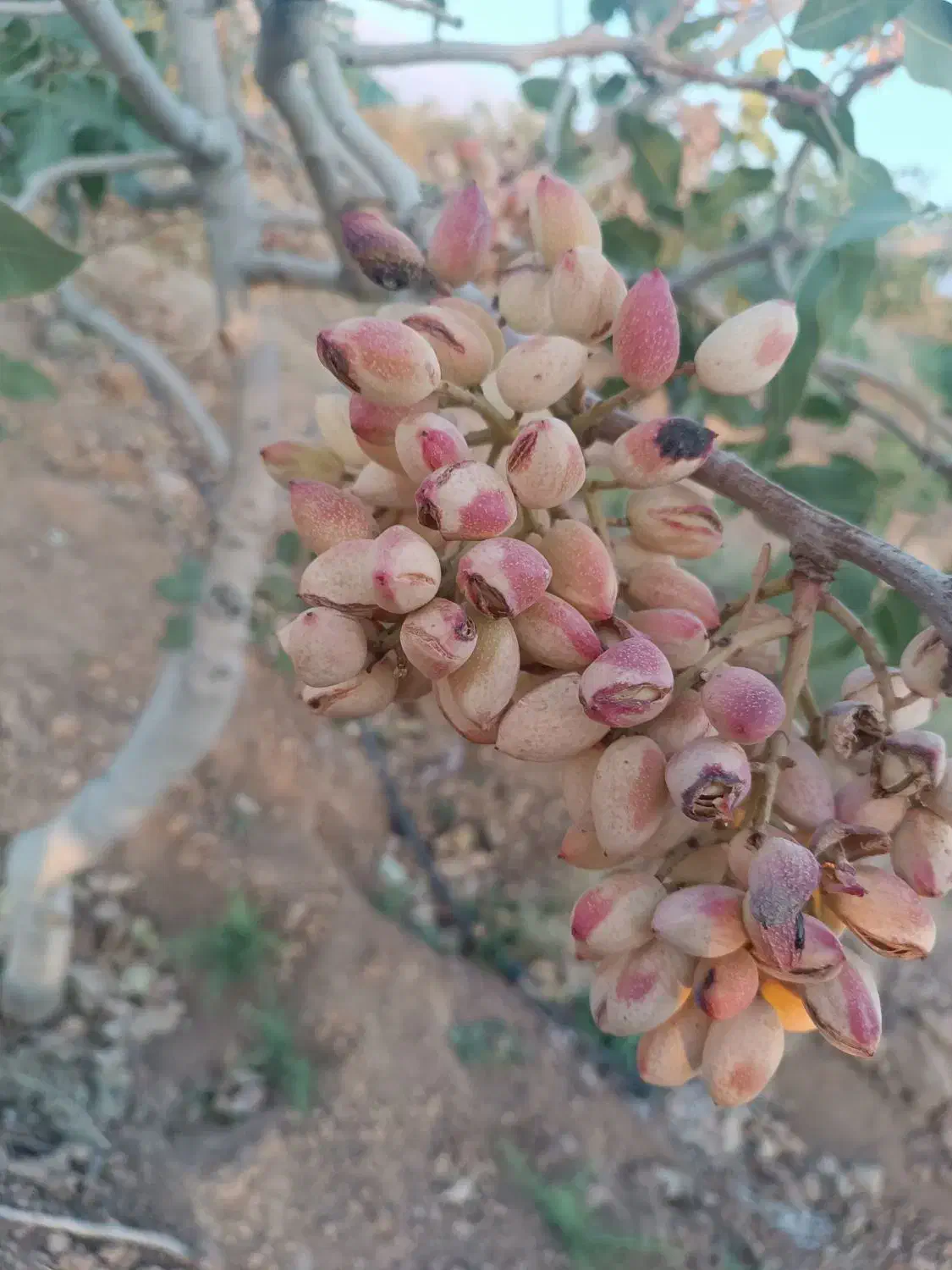 پسته تازه امسال|خوردنی و آشامیدنی|سروستان, |دیوار