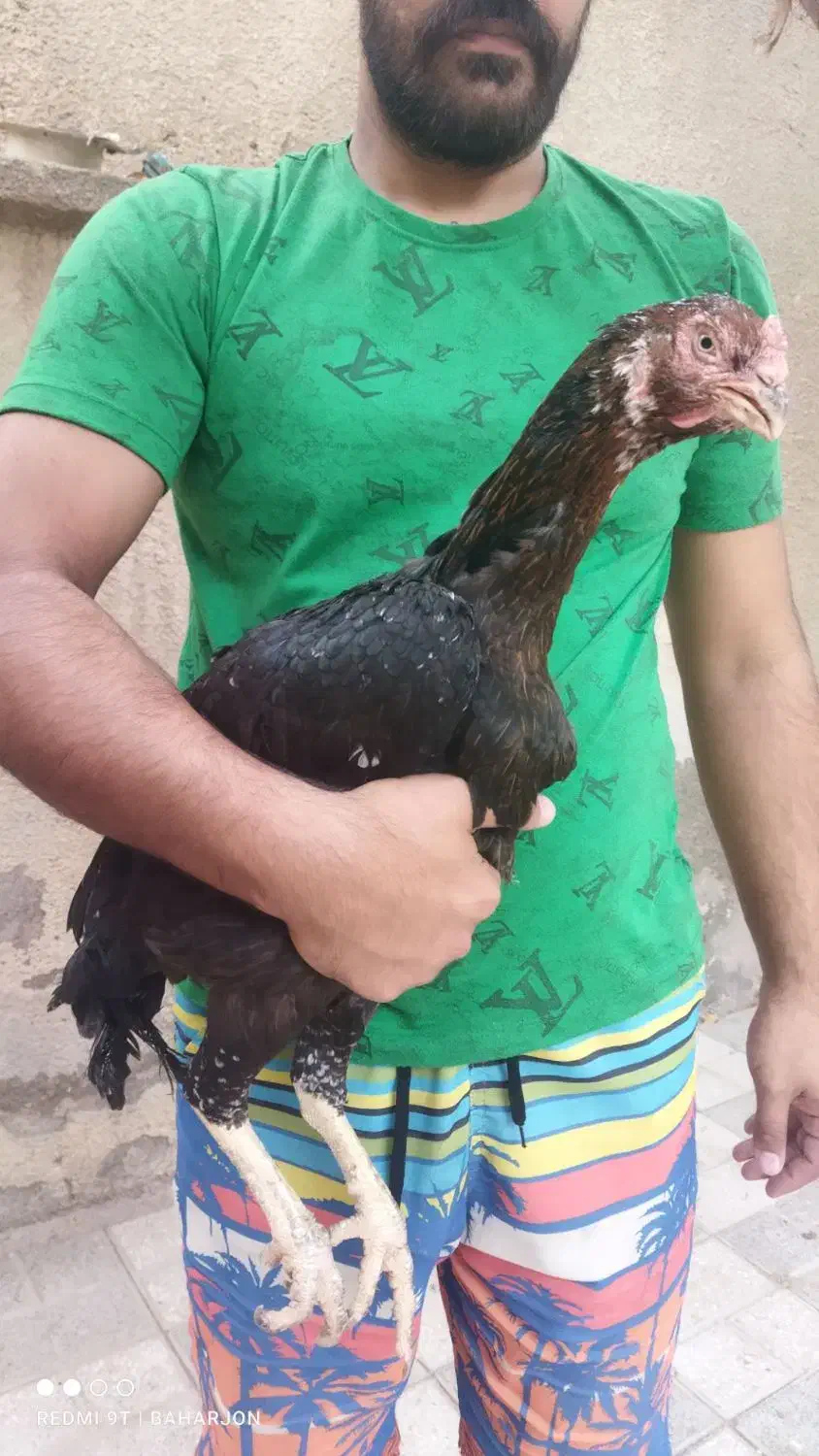 جوجه لاری، مرغ و خروس لاری...|حیوانات مزرعه|تربت جام, امام|دیوار