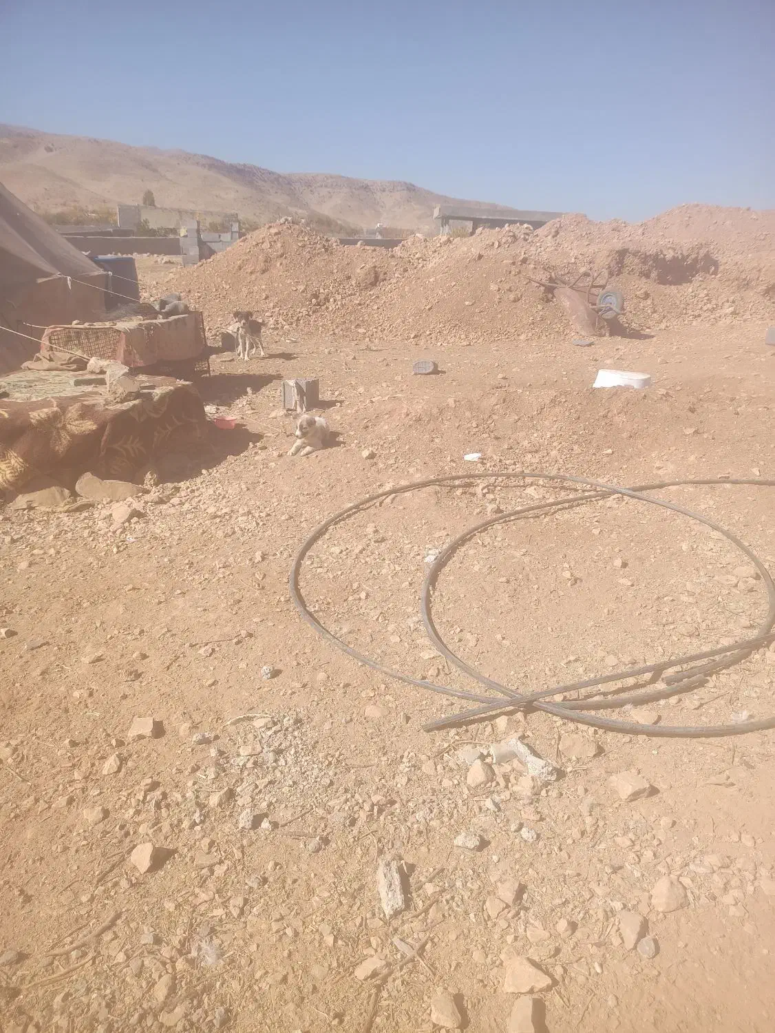 ۳ عدد سگ ماده.بایک عدد سگ نر دوتاش واگذاری هستن|سگ|چیتاب, |دیوار