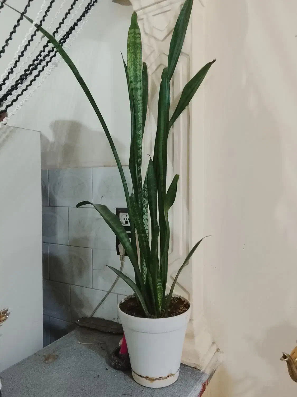 گل دو عدد|گل و گیاه طبیعی|تربتحیدریه, سرمحله|دیوار