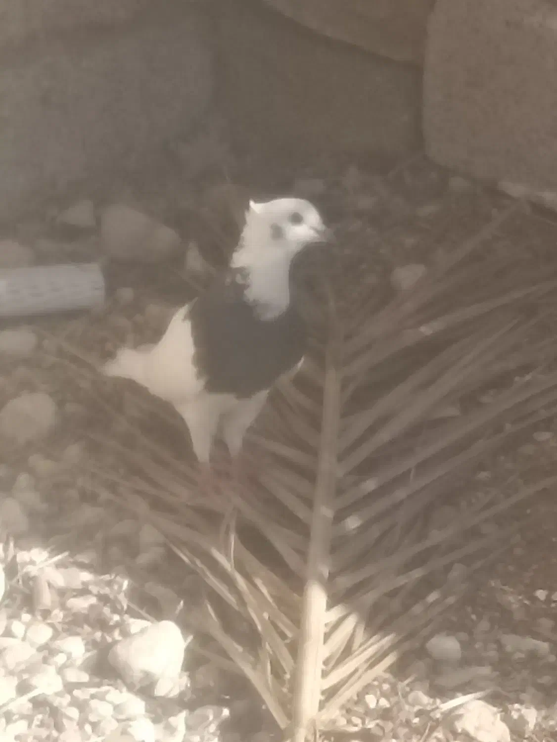 300|پرنده|خفر, |دیوار