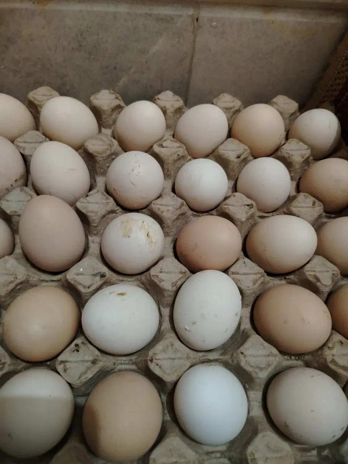تخم نطفه دار .|حیوانات مزرعه|نجف‌آباد, گلبهار|دیوار